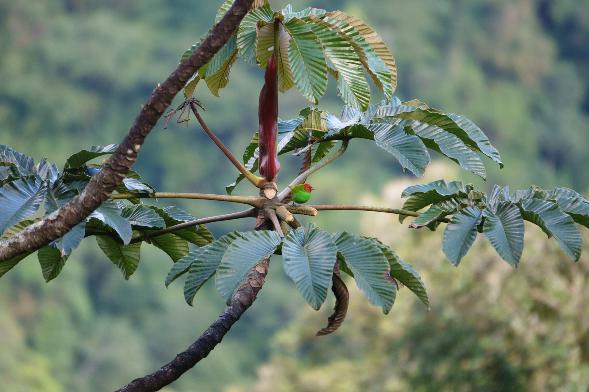 Bay-headed tanager