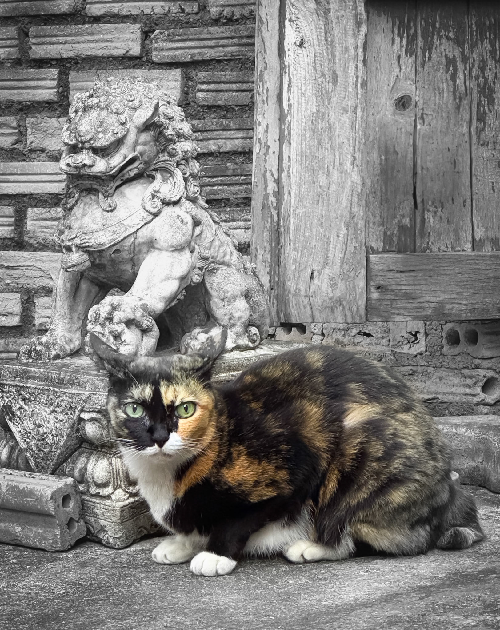 City cat in Chiang Mai