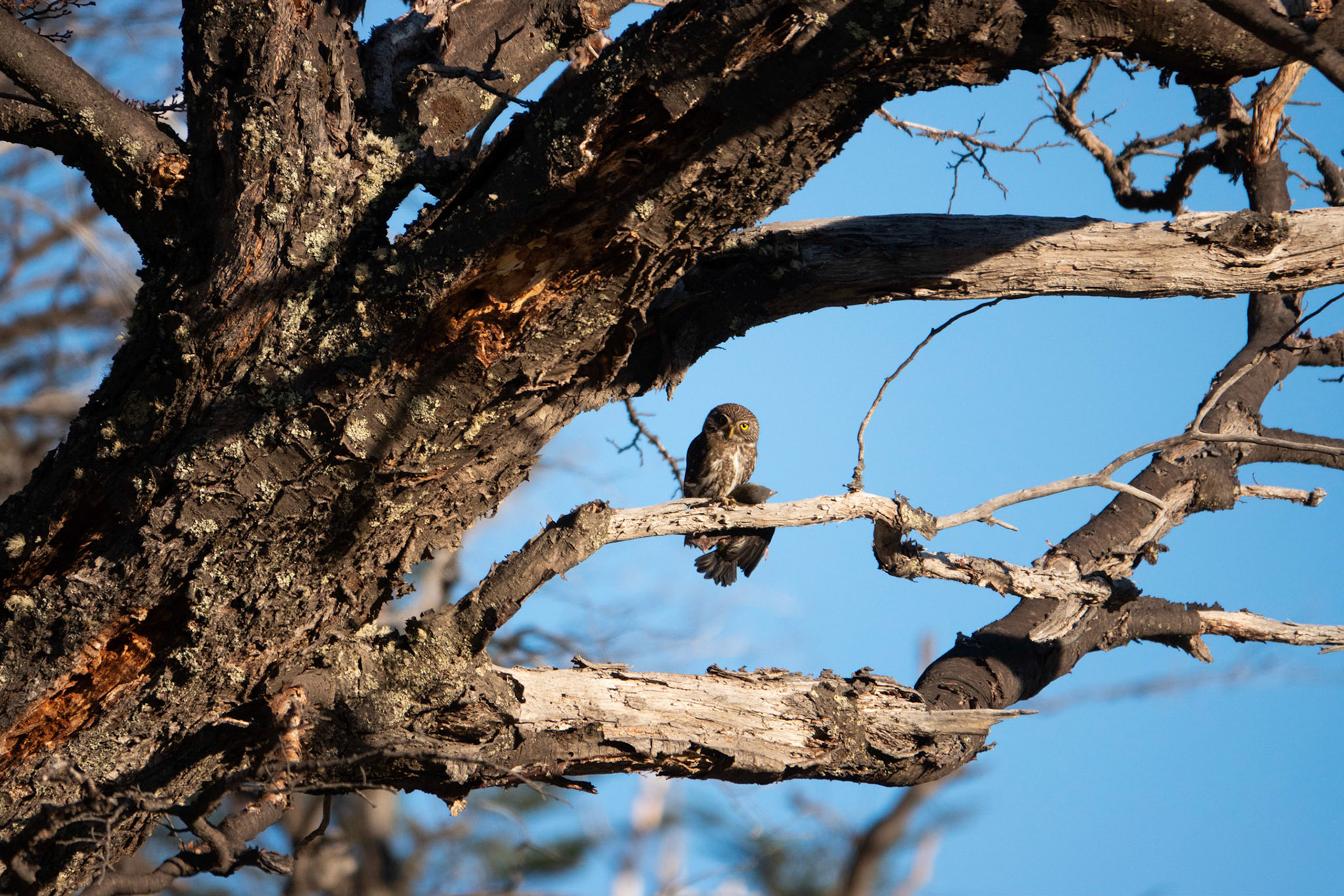 Austral Pigmee Owl