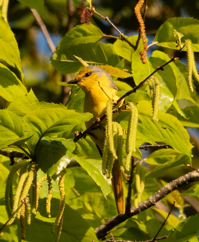 Minivet (female) @ Doi Pha Hom Pok National Park