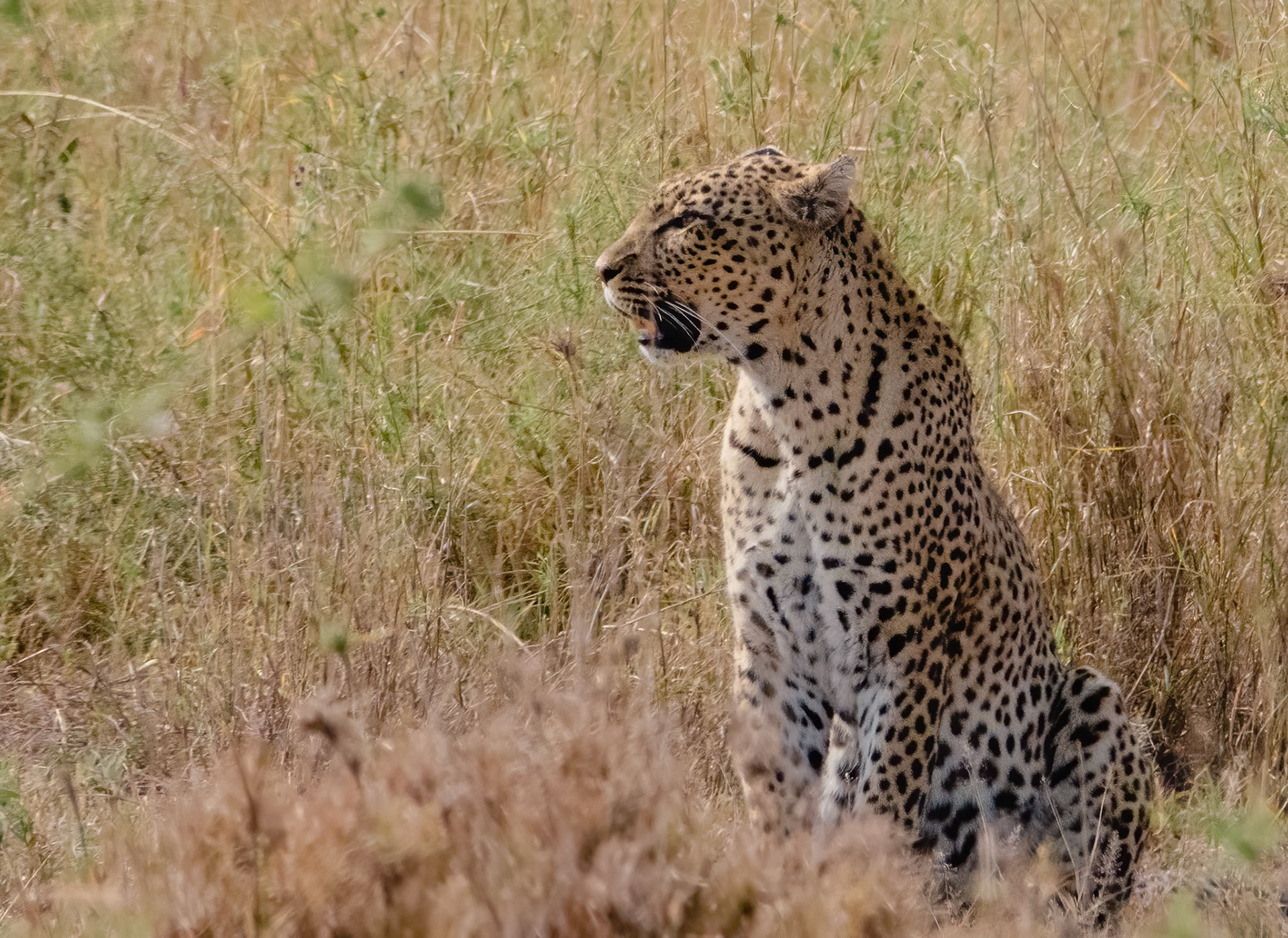 Leopard