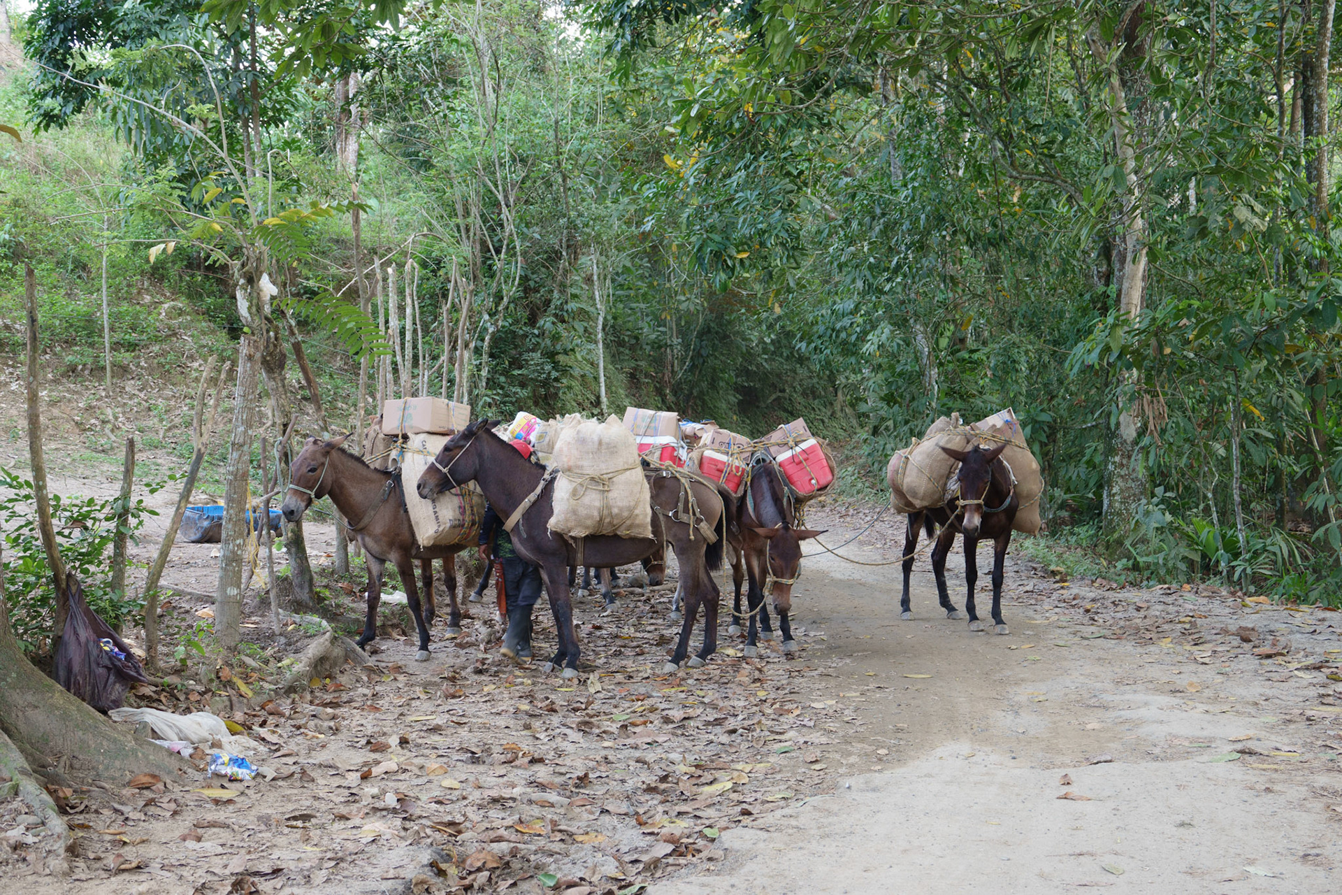 Donkeys, used for transport.