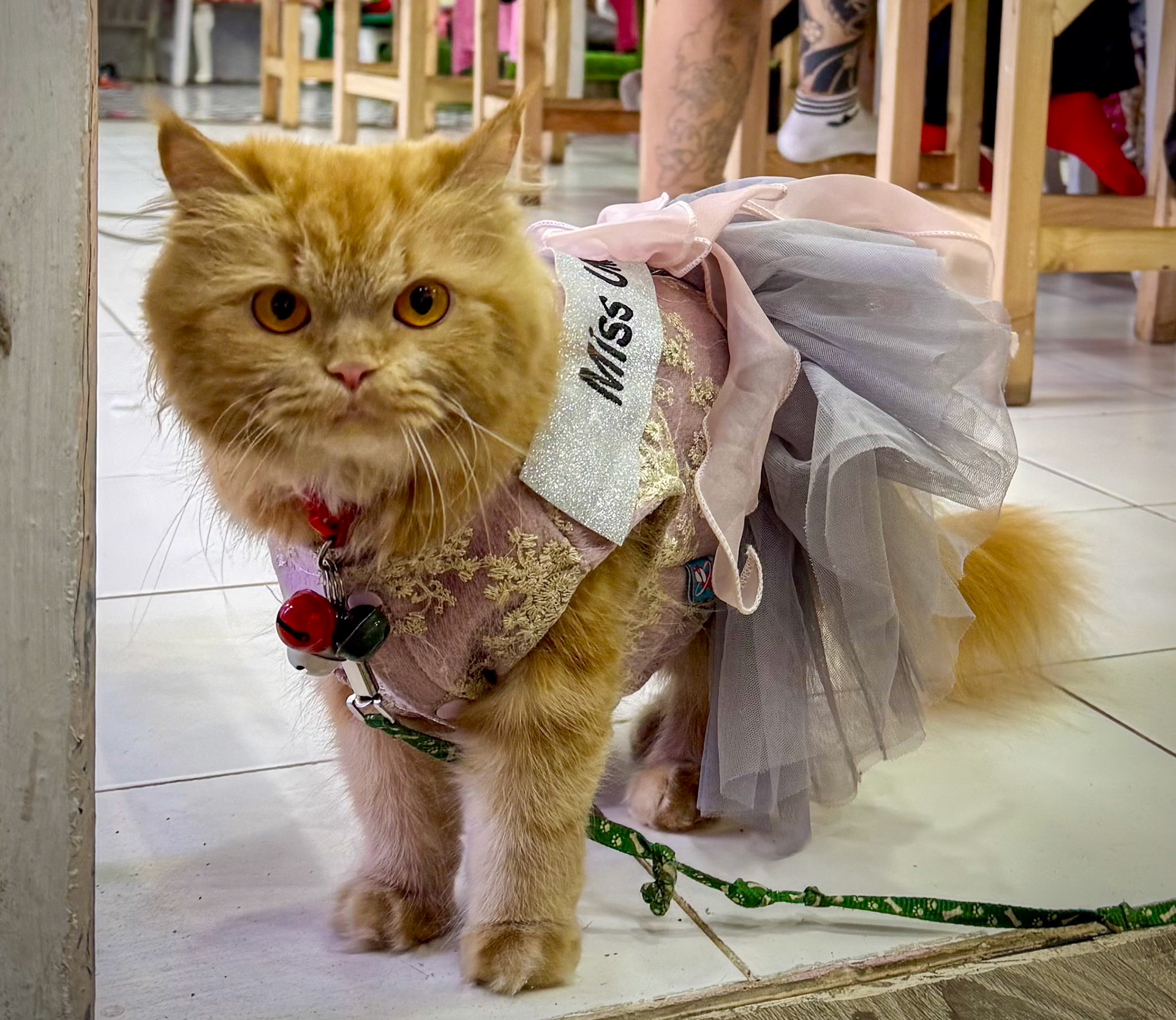 City cat in Chiang Rai