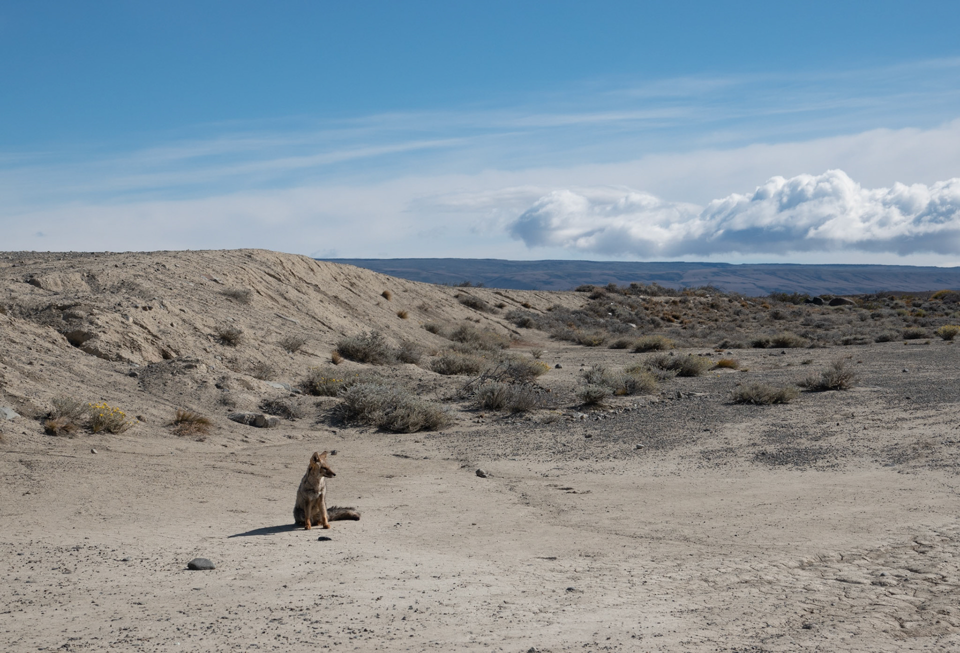 Andean fox
