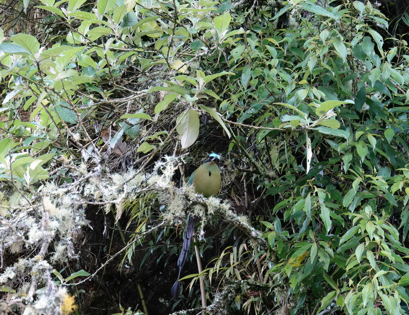 Andean motmot
