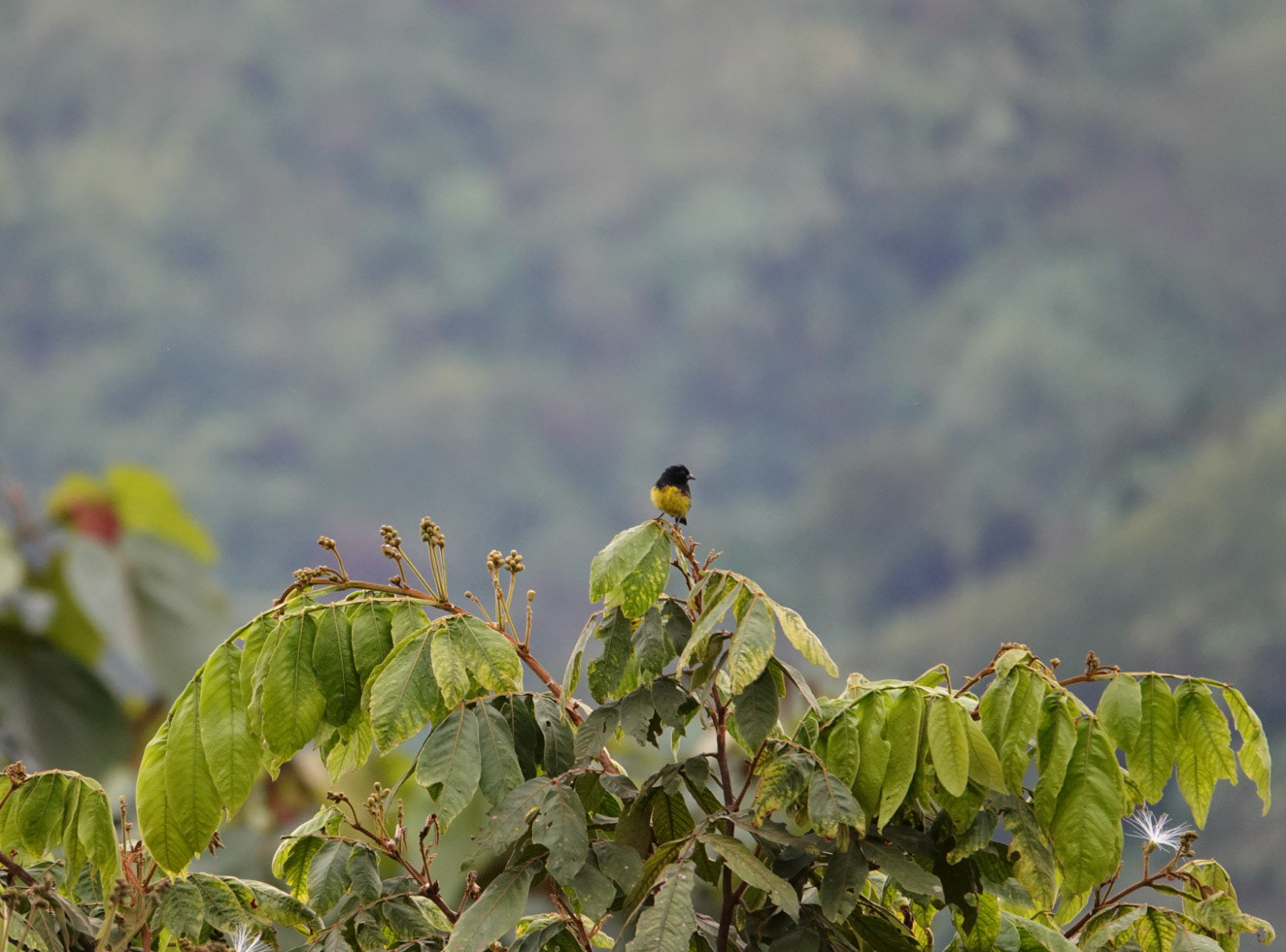 Yellow-bellied siskin