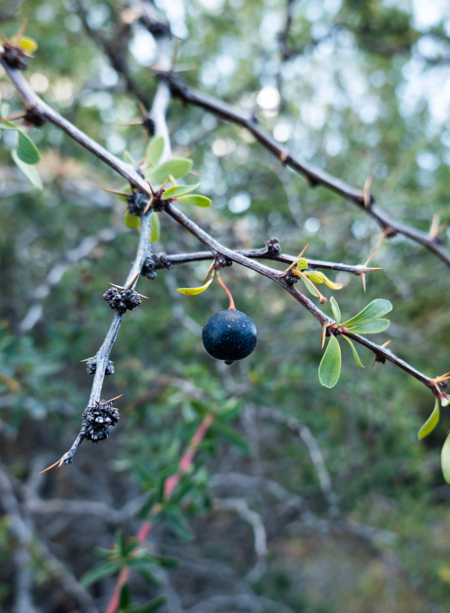 Calafate berry