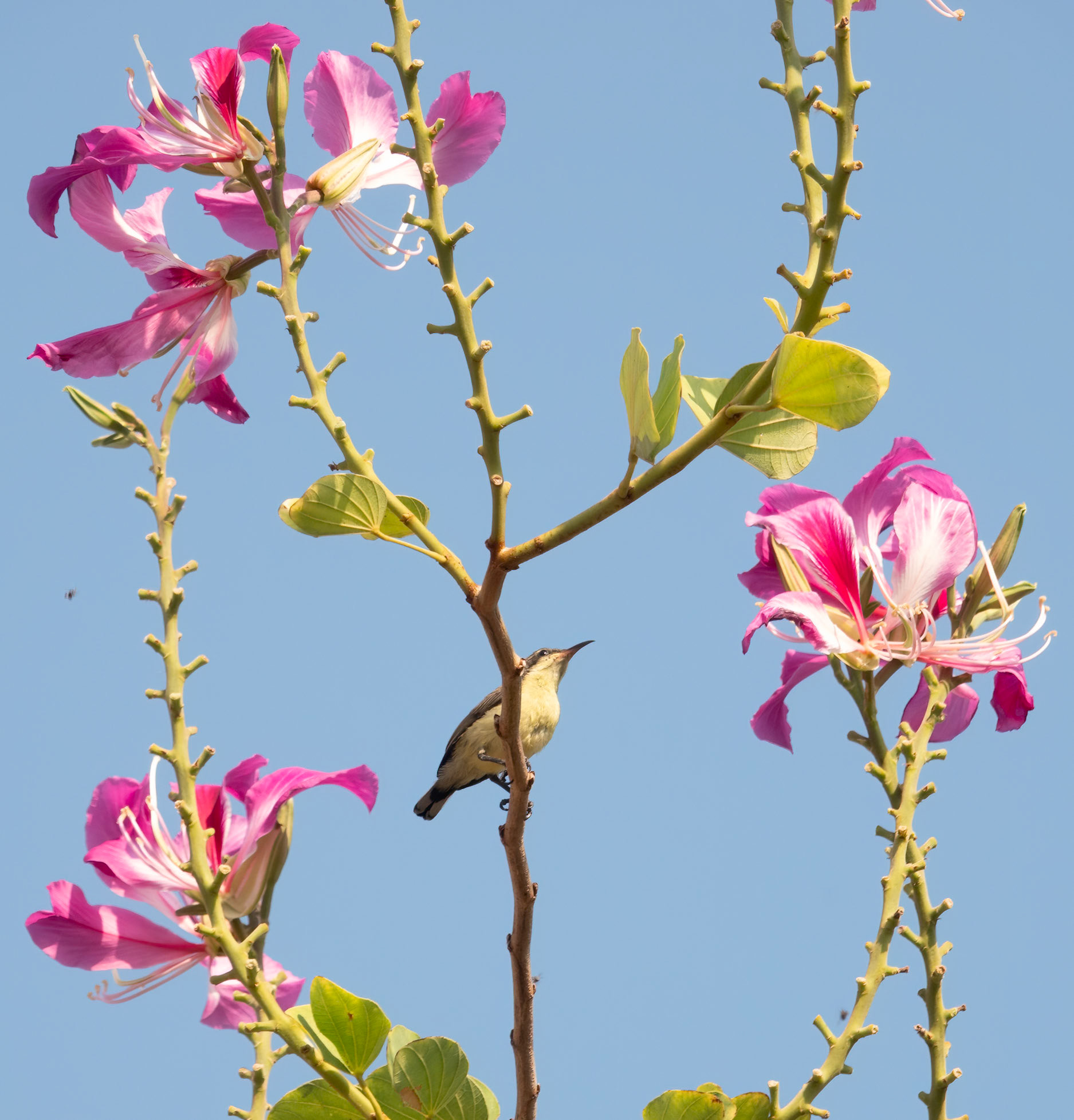 Ornate sunbird @ Royal Palace In Bangkok