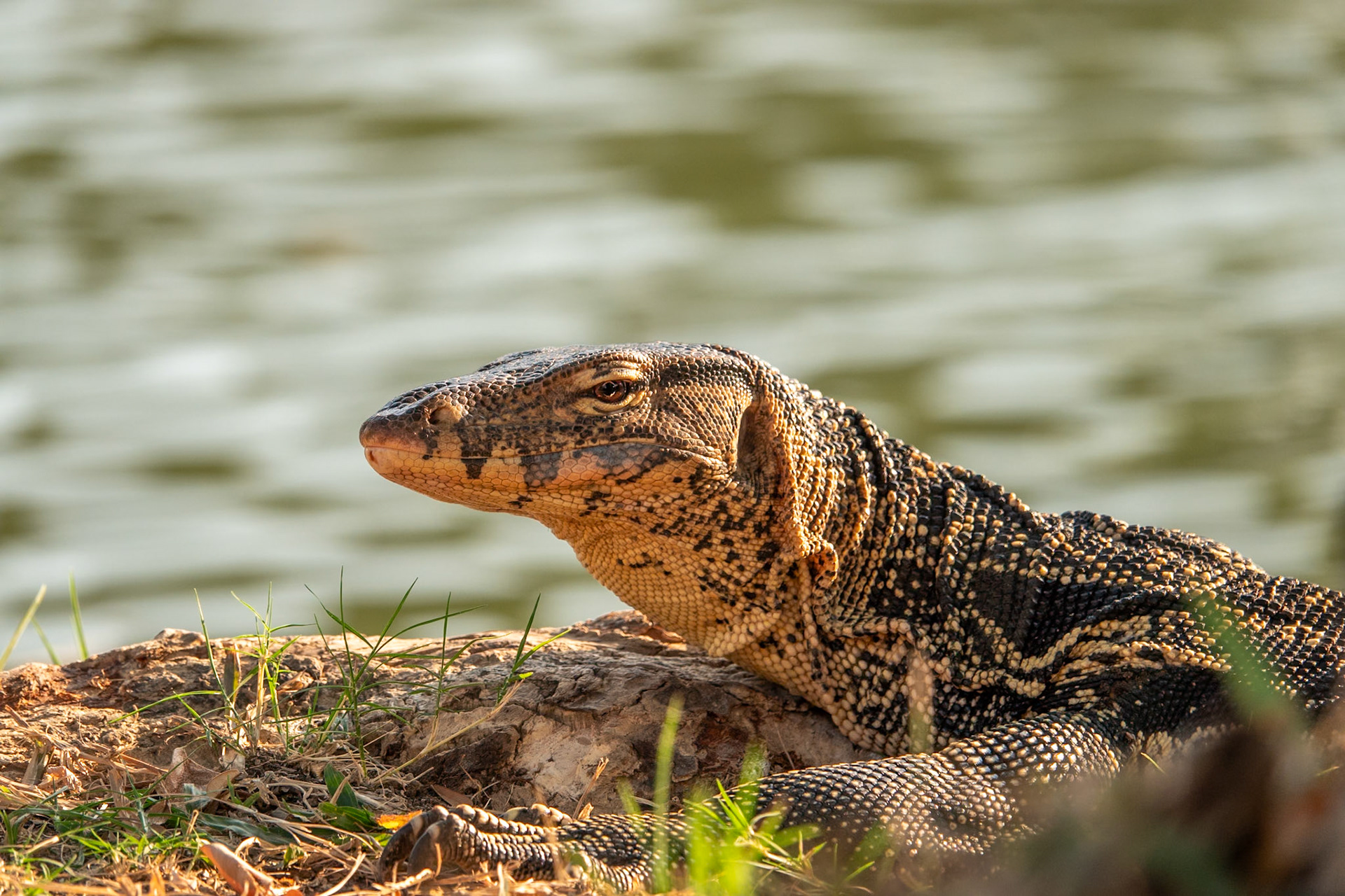 Monitor lizard in Lumphini Park, Bangkok