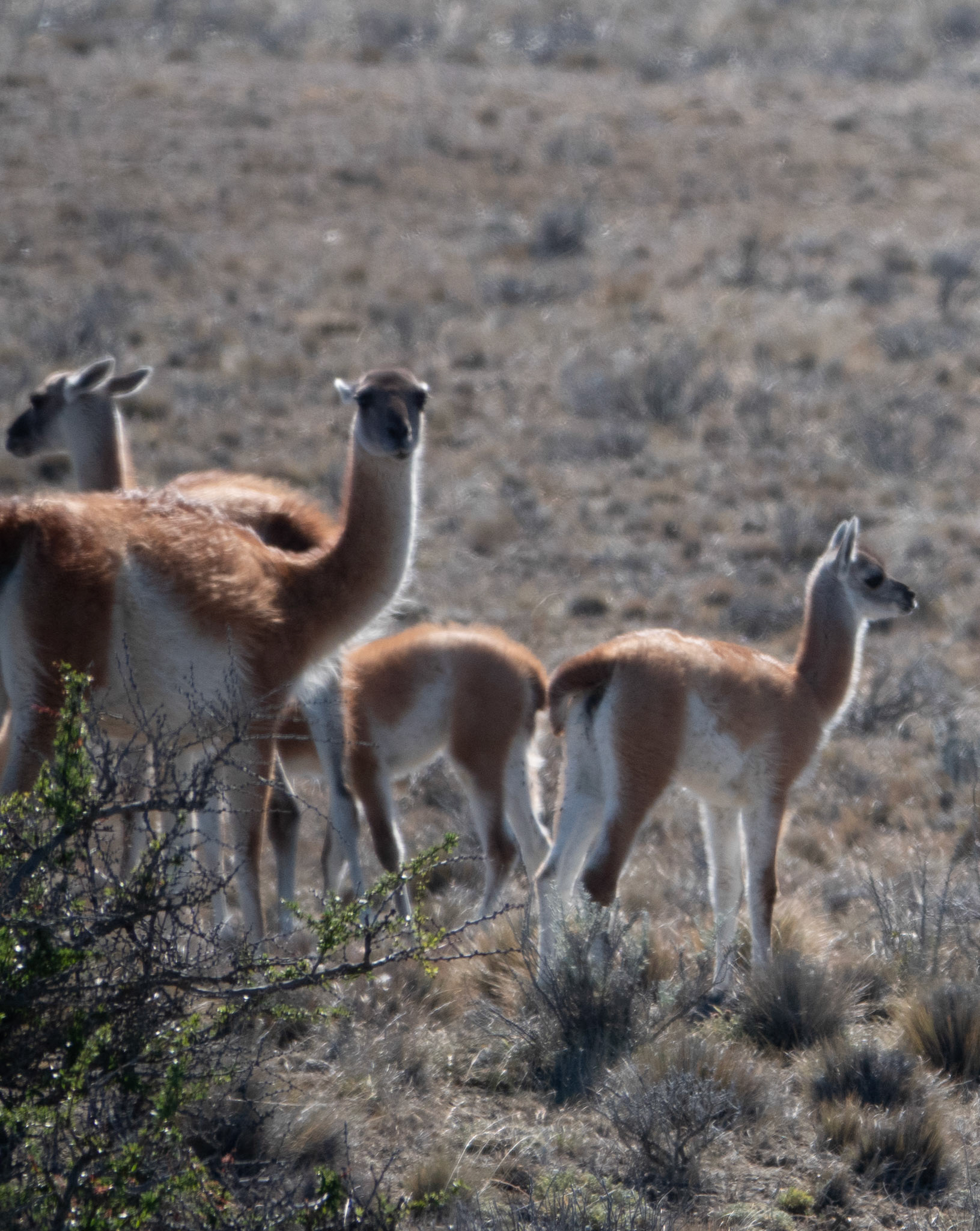 Guanacos