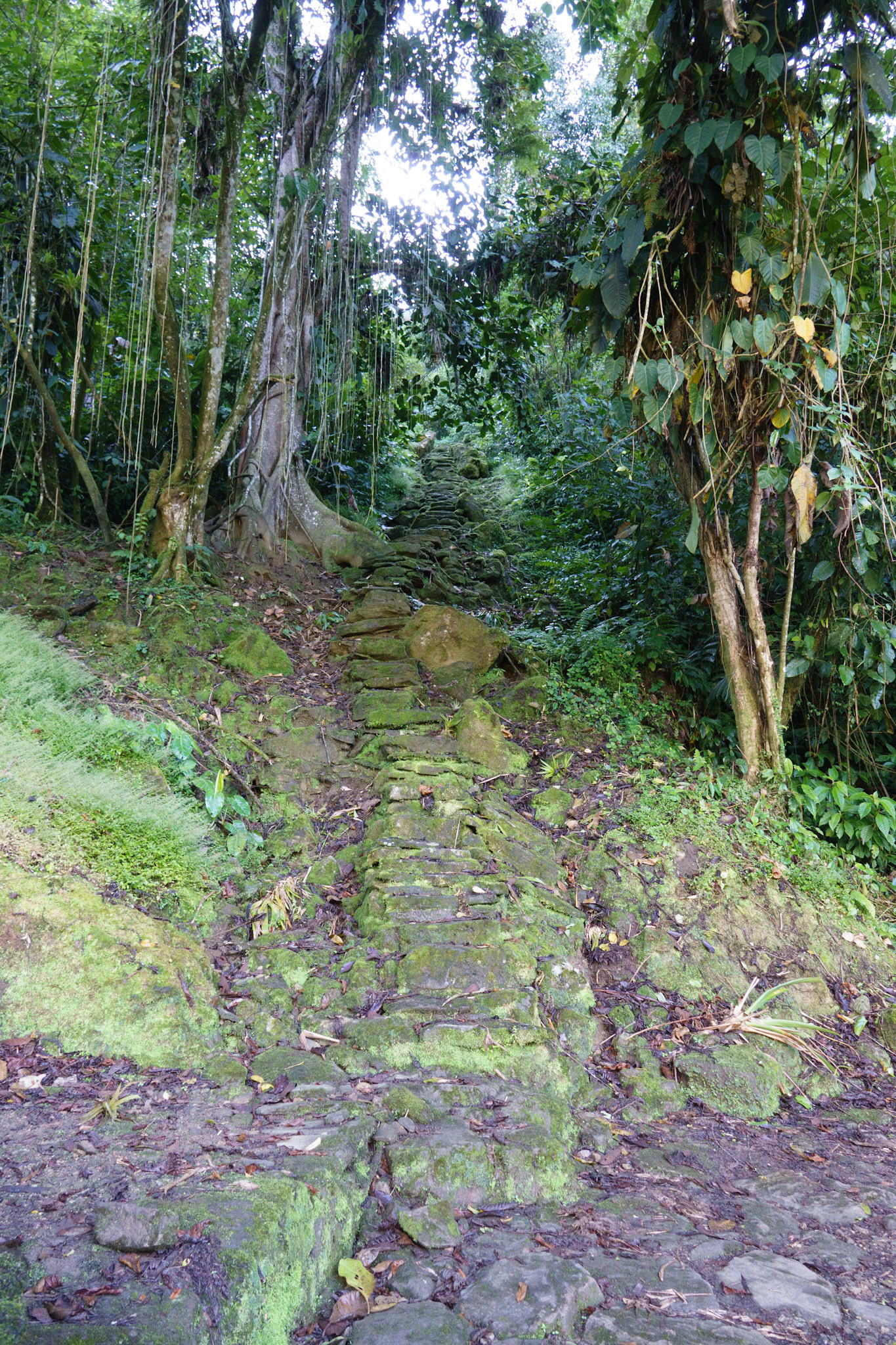 Stairs and walkways, part of the Ciudad Perdida