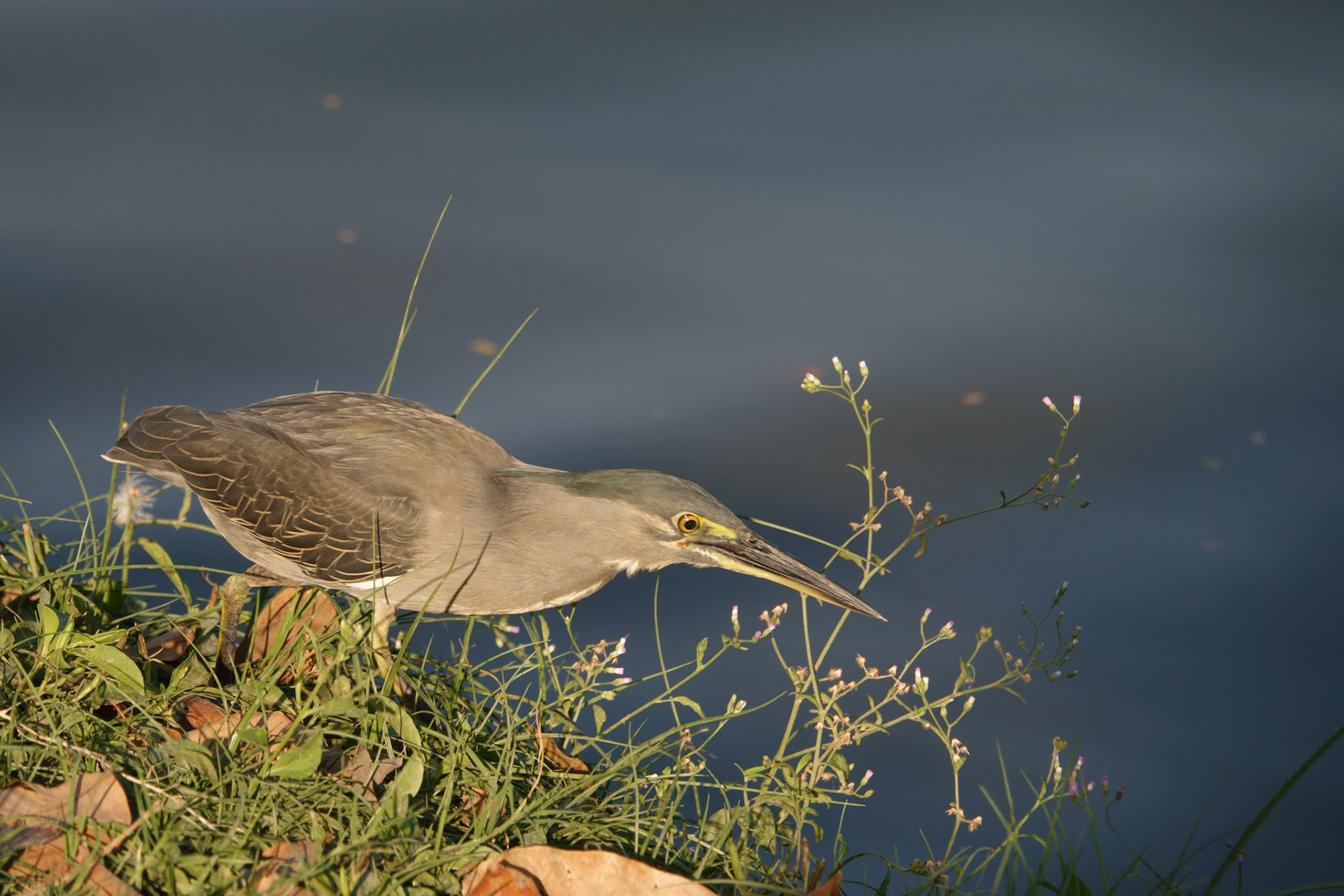 Striated Heron in Lumphini Park, Bangkok