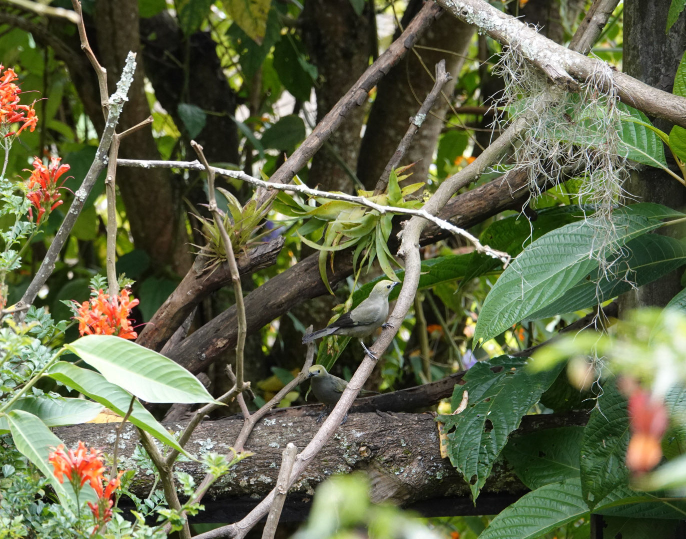palm tanager