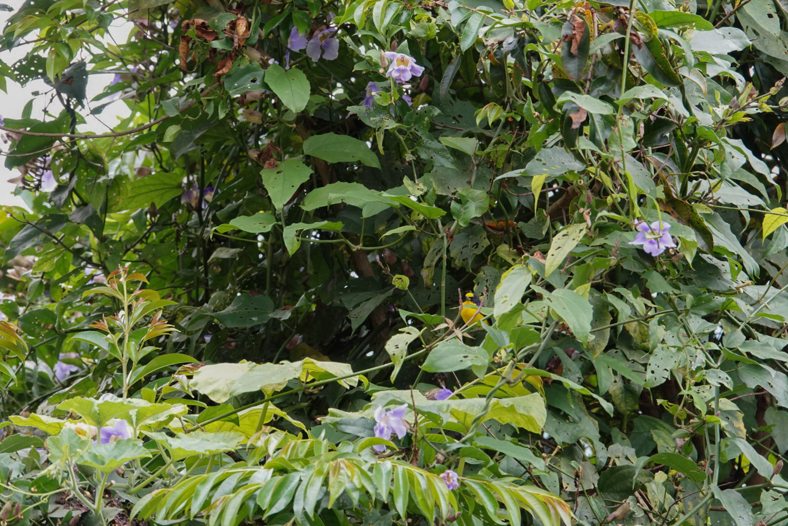 Thick-billed euphonia