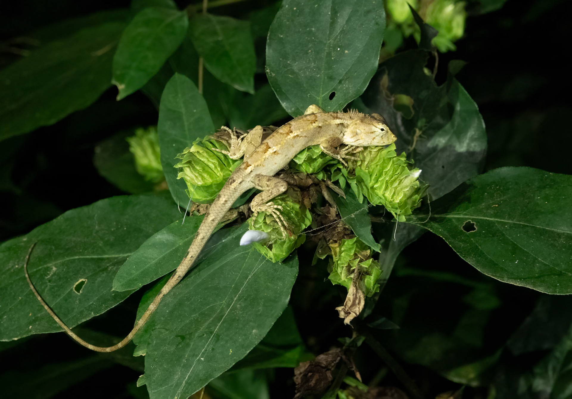 Oriental Forest Lizard @ Kaeng Krachan