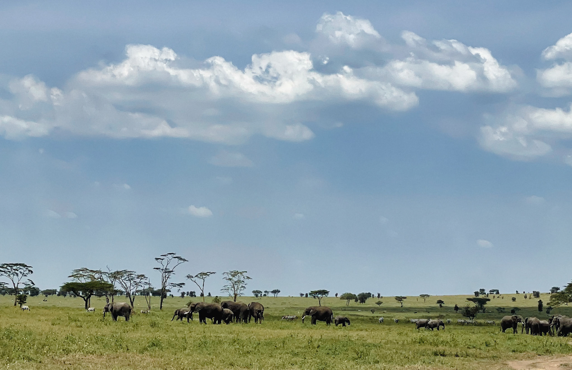 Elephants