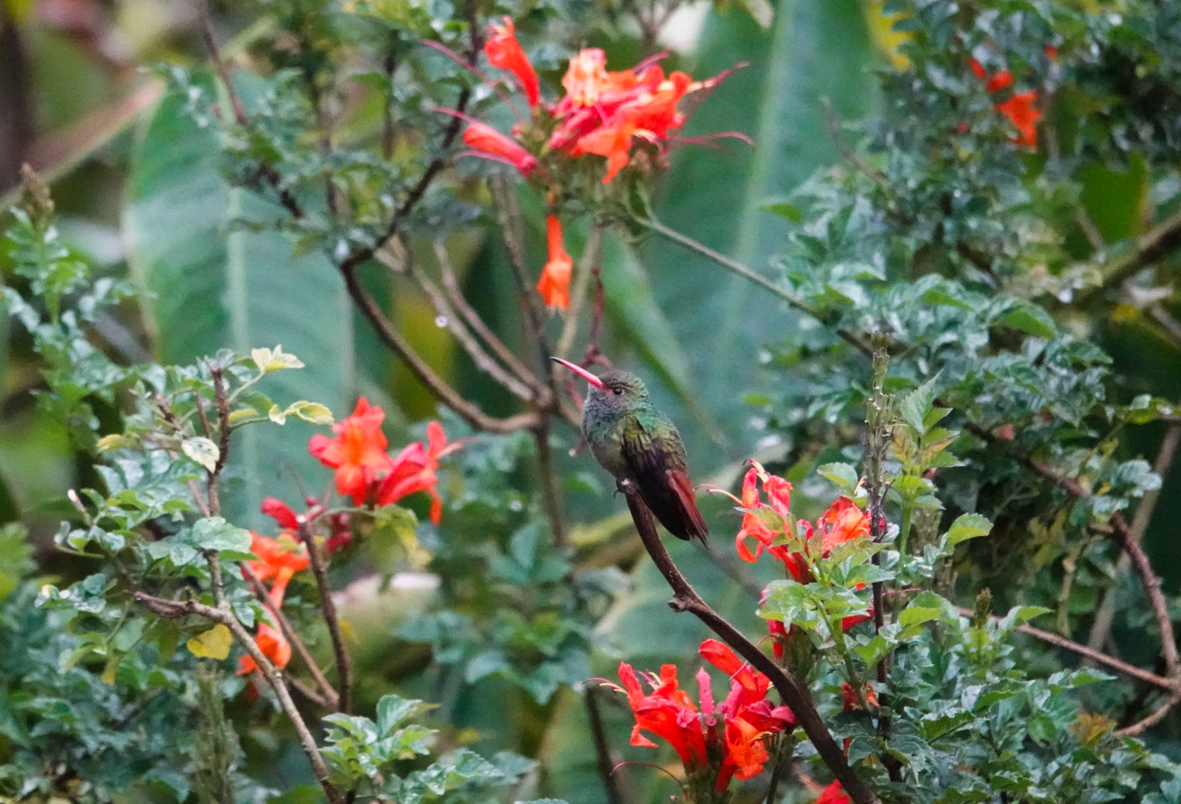 Rufous-tailed hummingbird