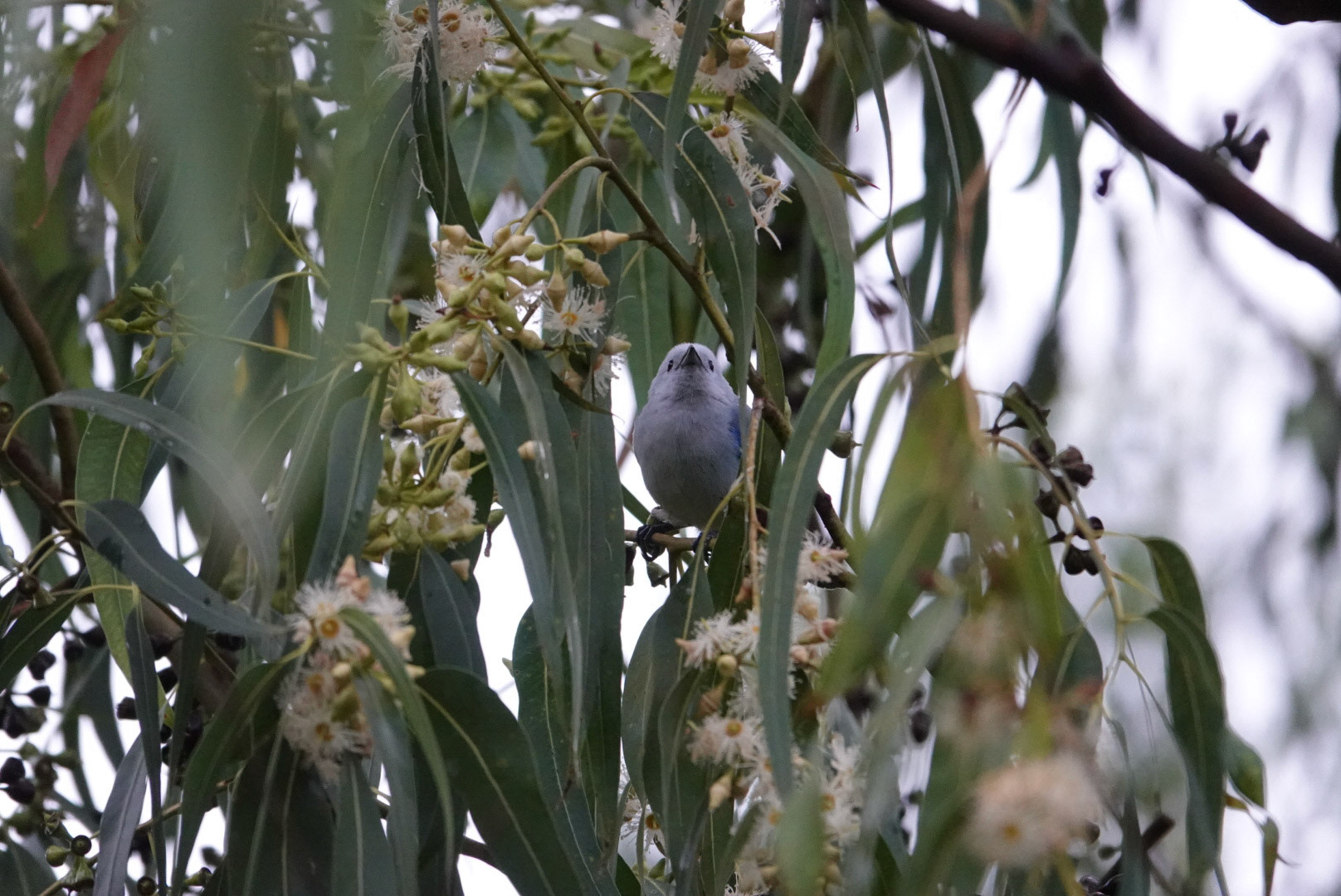 Blue-gray tanager
