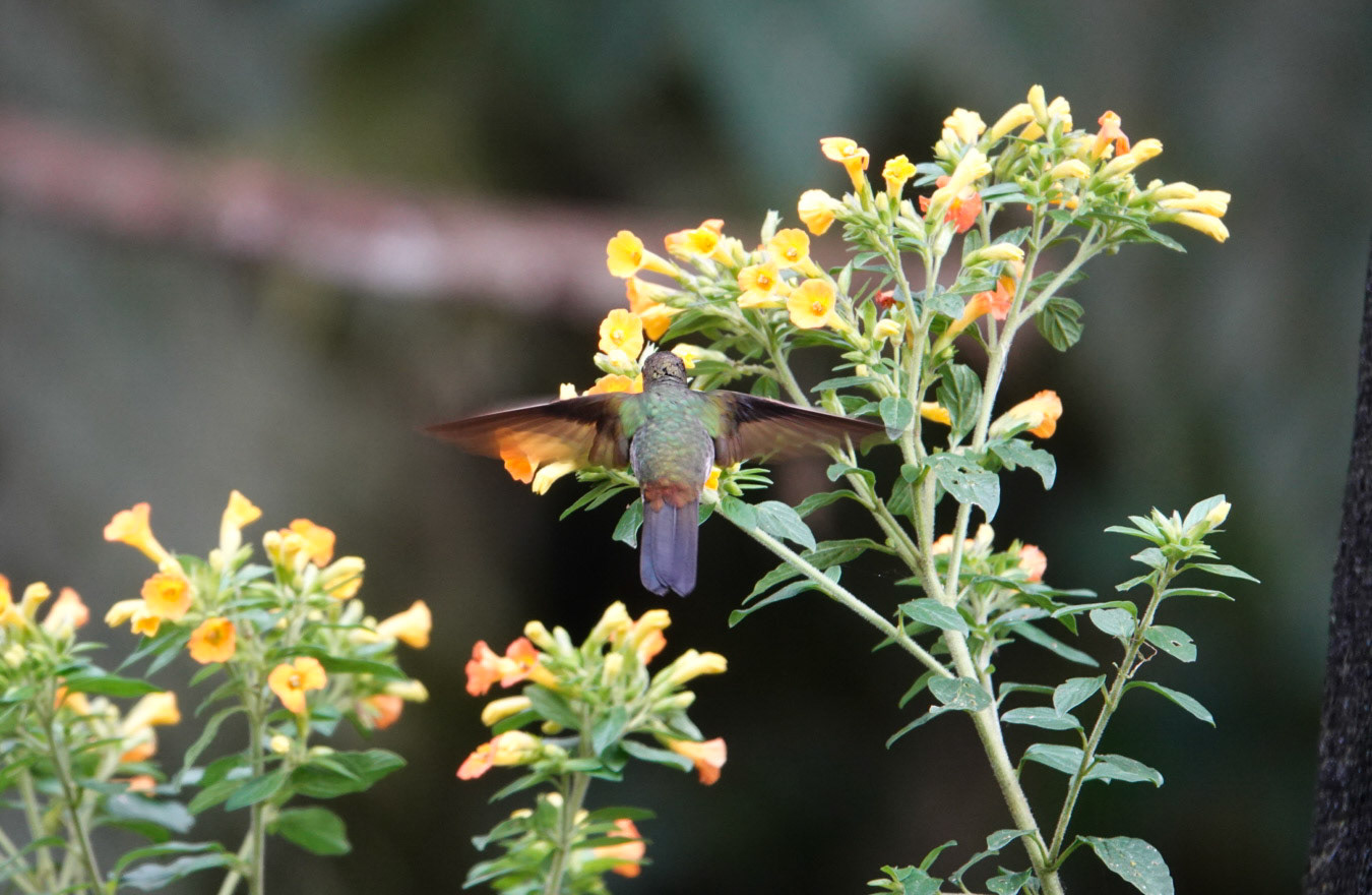 Rufous-tailed humingbird