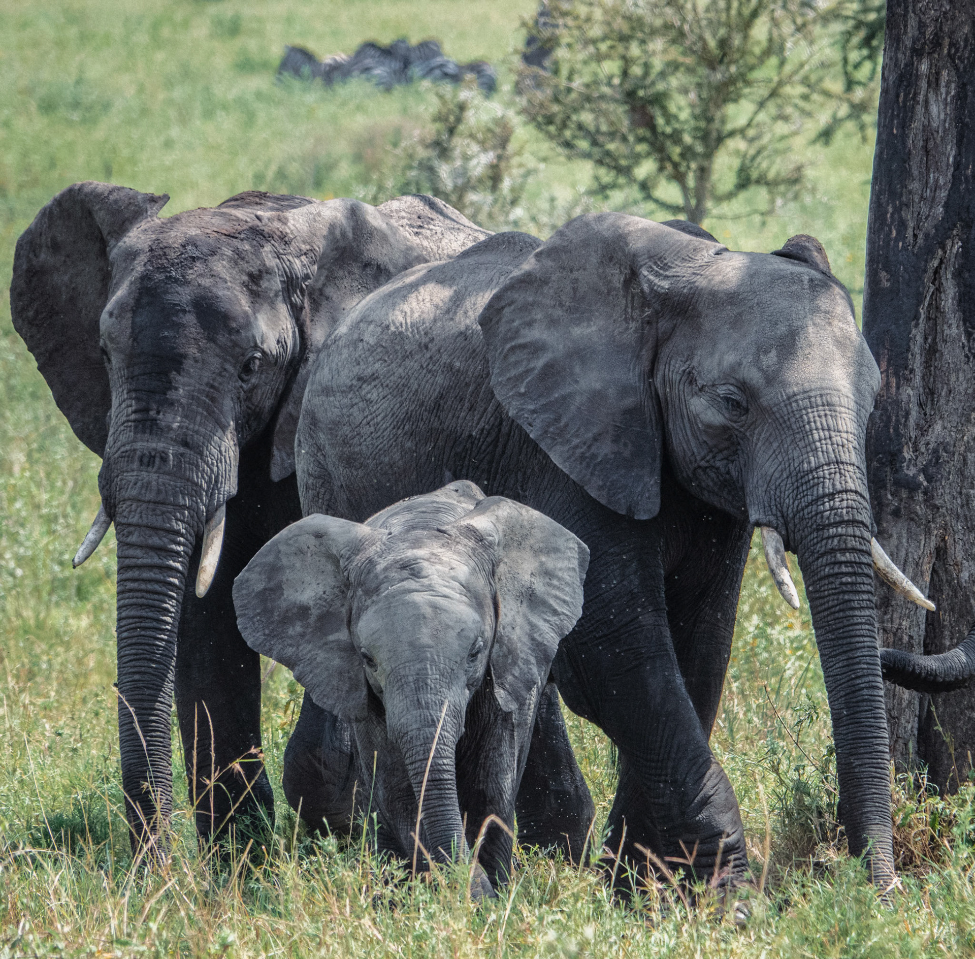 Elephants baby