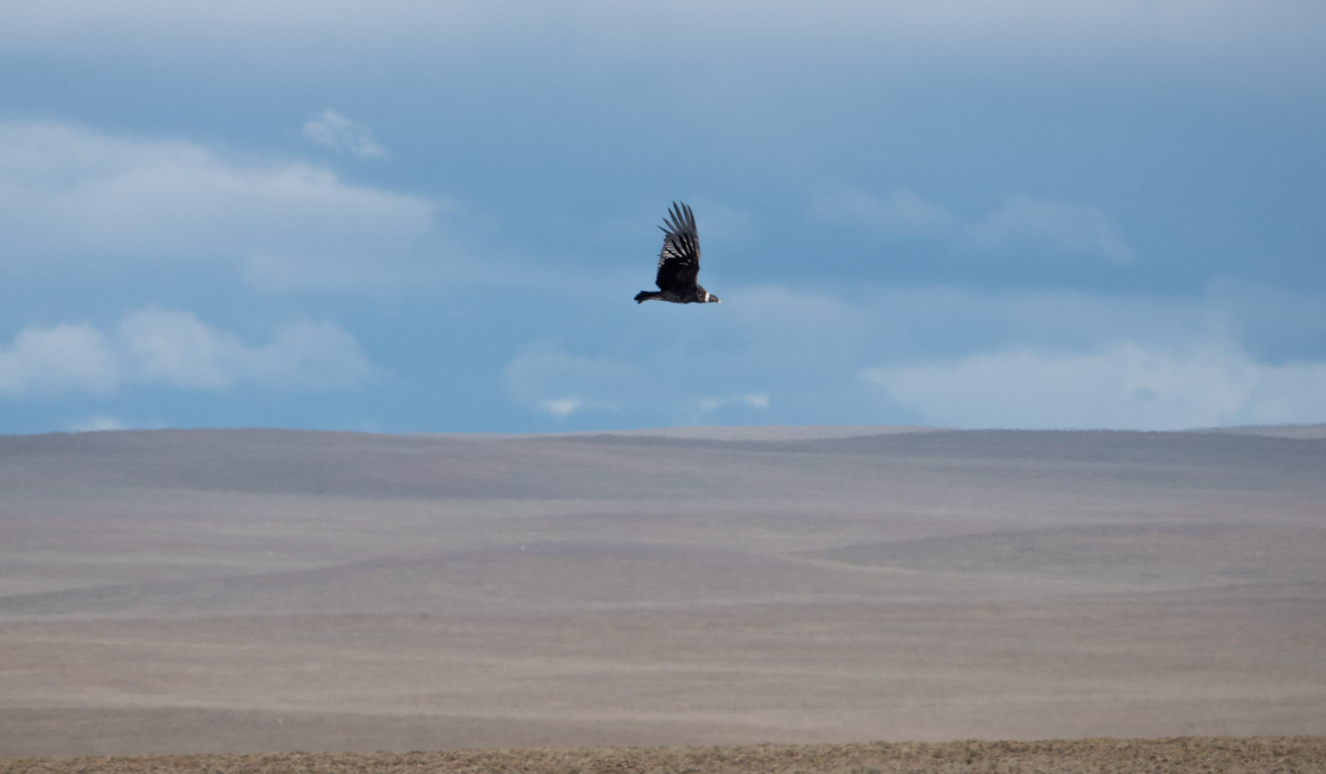 Andean condor