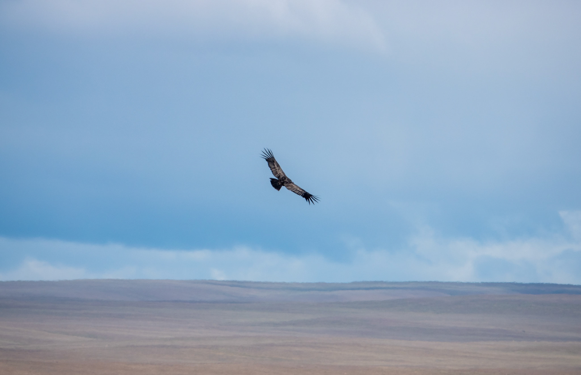 Andean condor