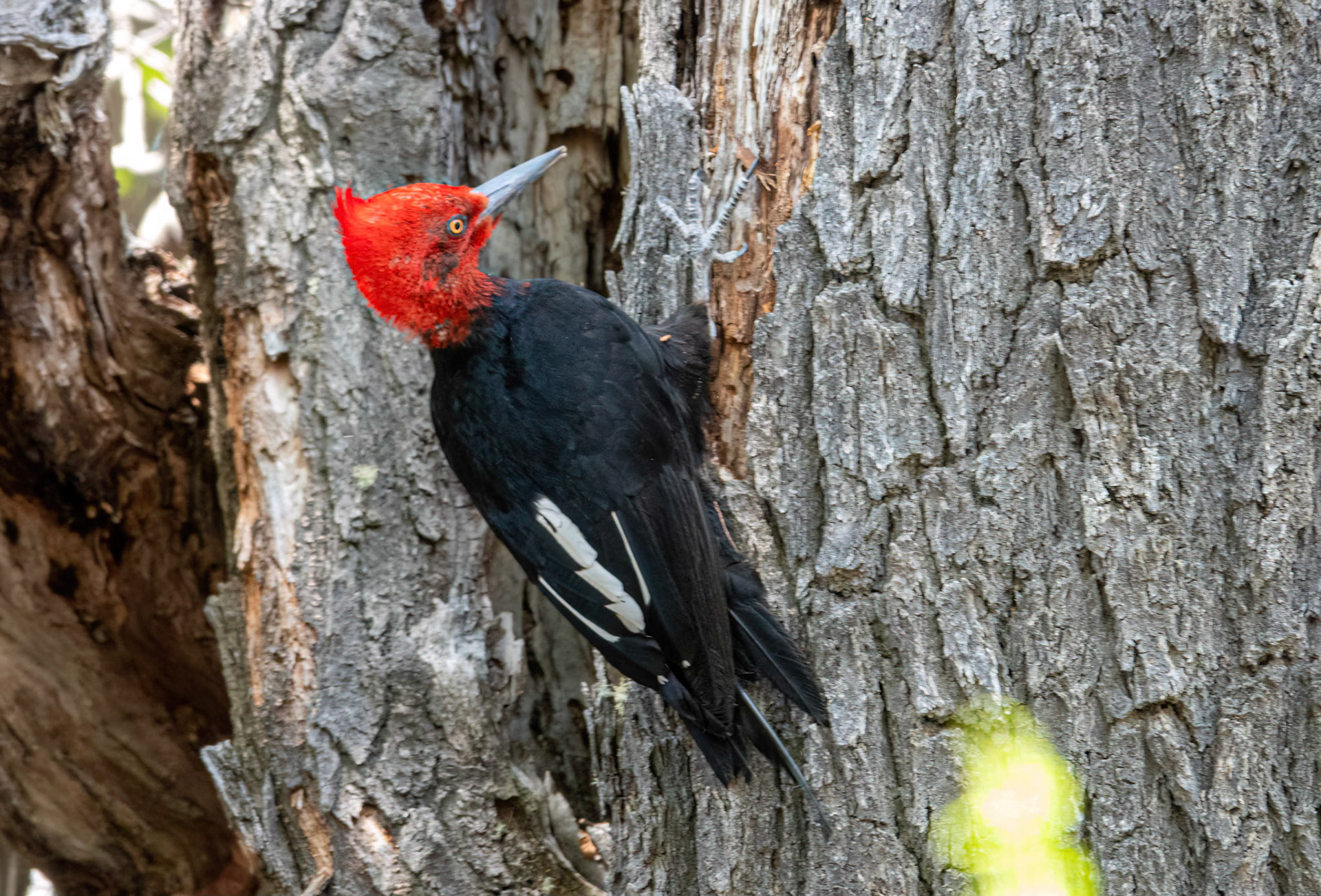 Magellanic Woodpecker (male)