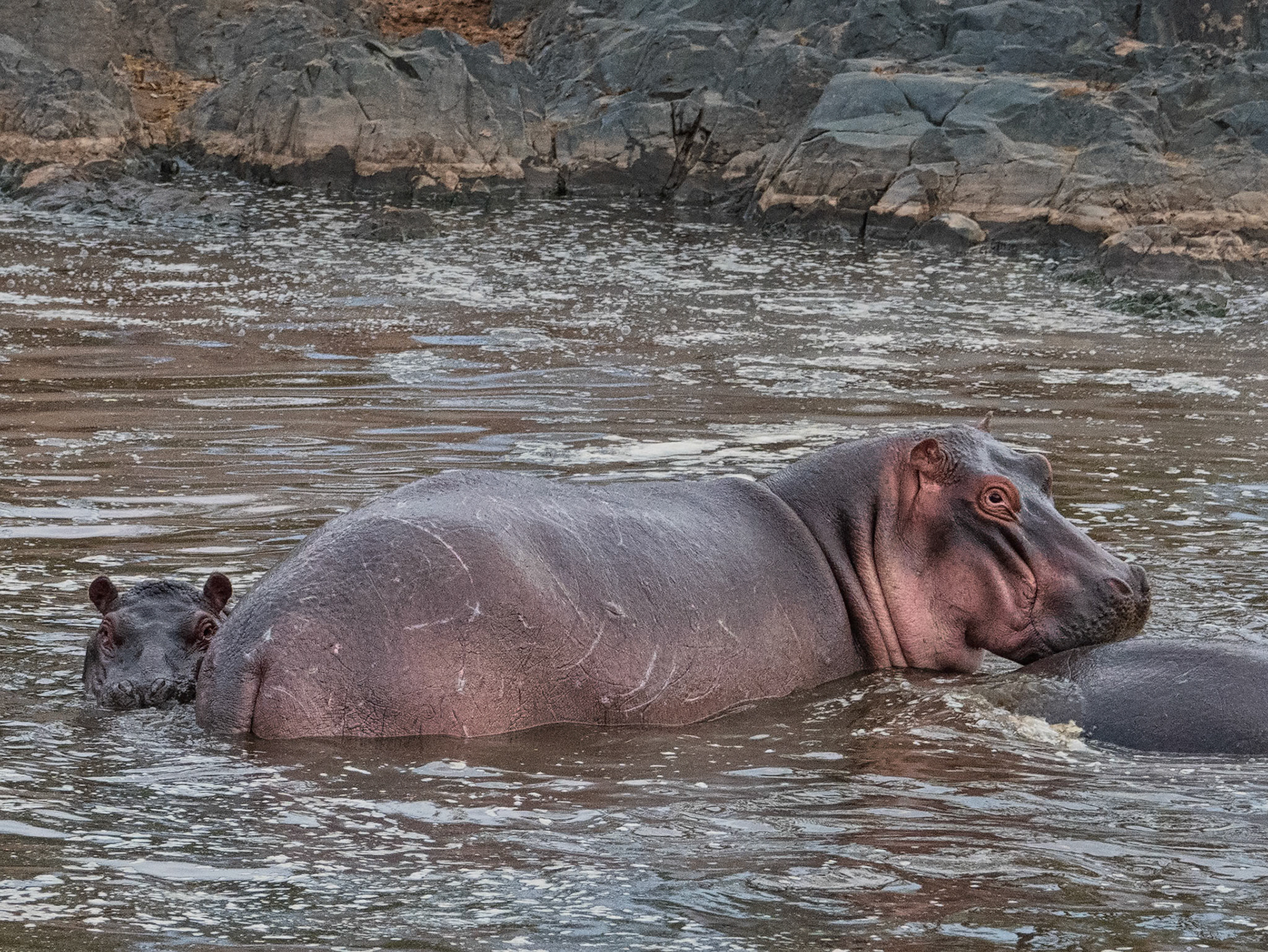 Hippopotamus, hippo pool baby