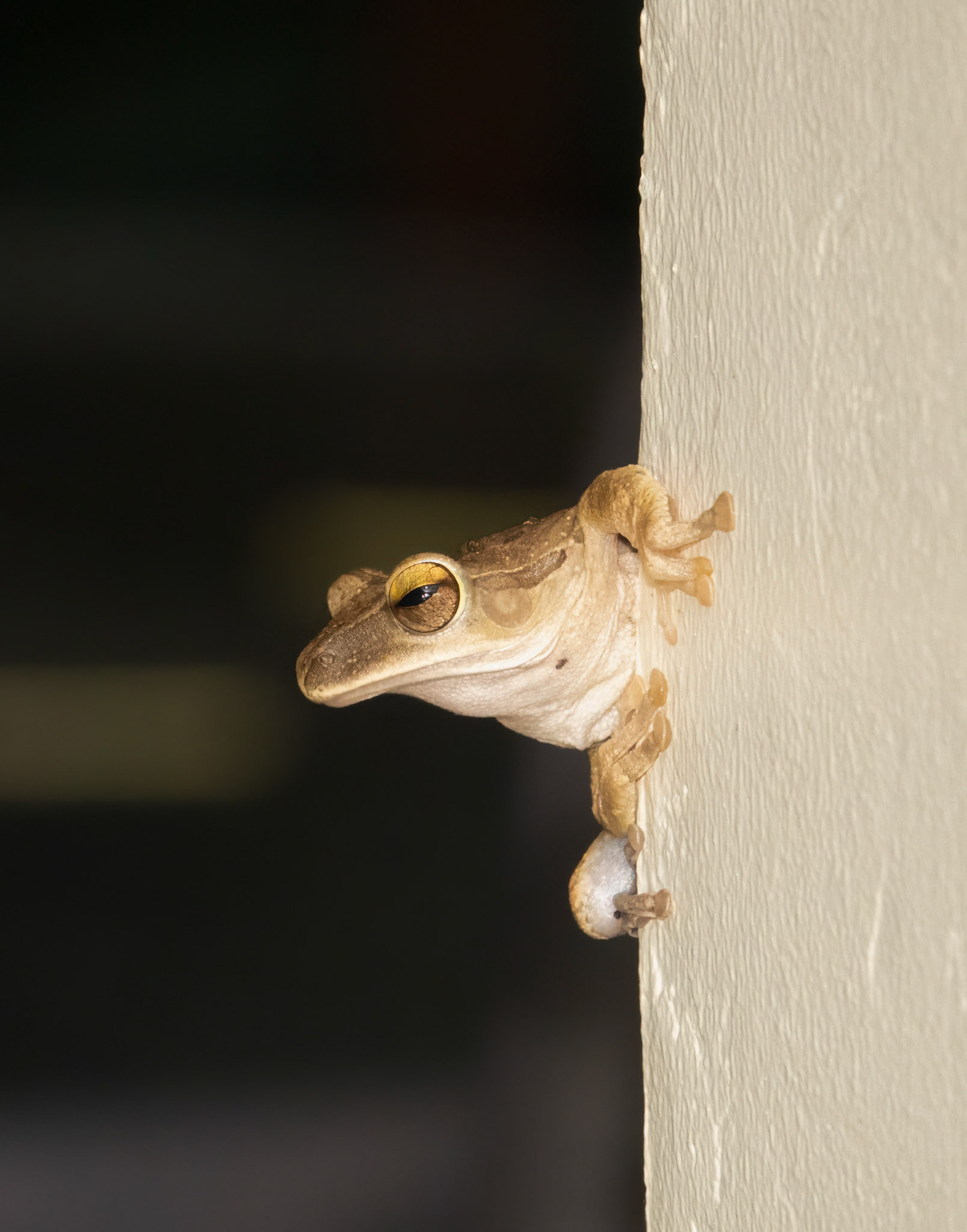 Spot-legged Tree Frog @ Kaeng Krachan