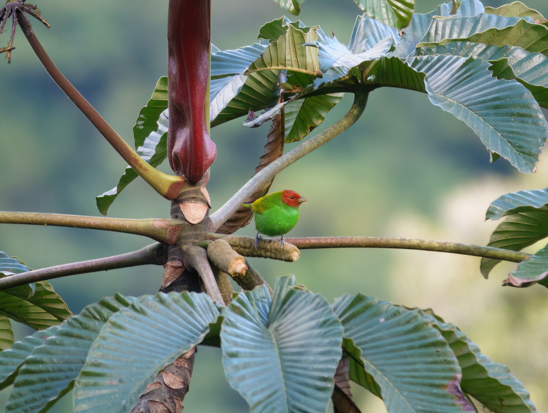 Bay-headed tanager