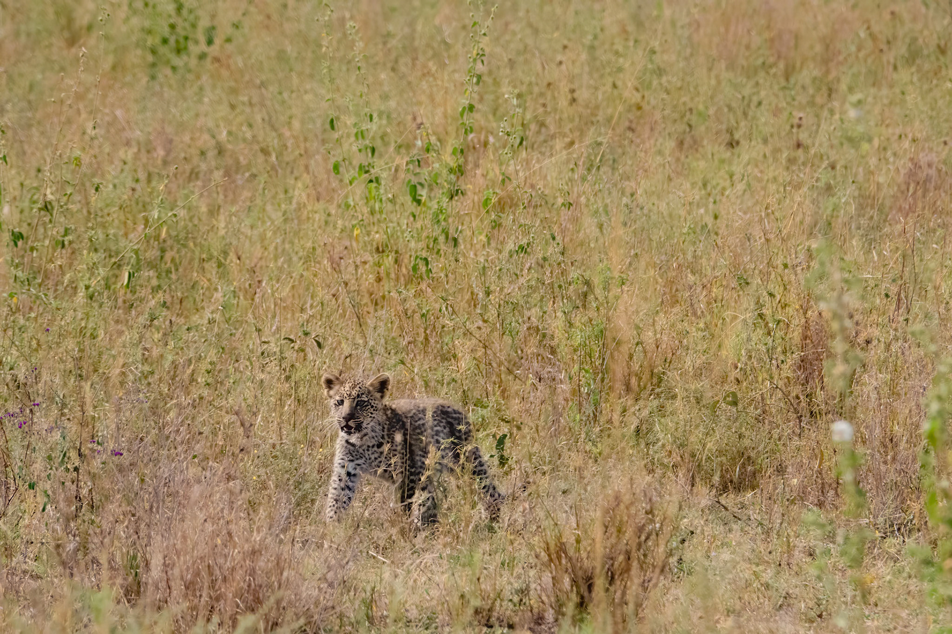 Leopard