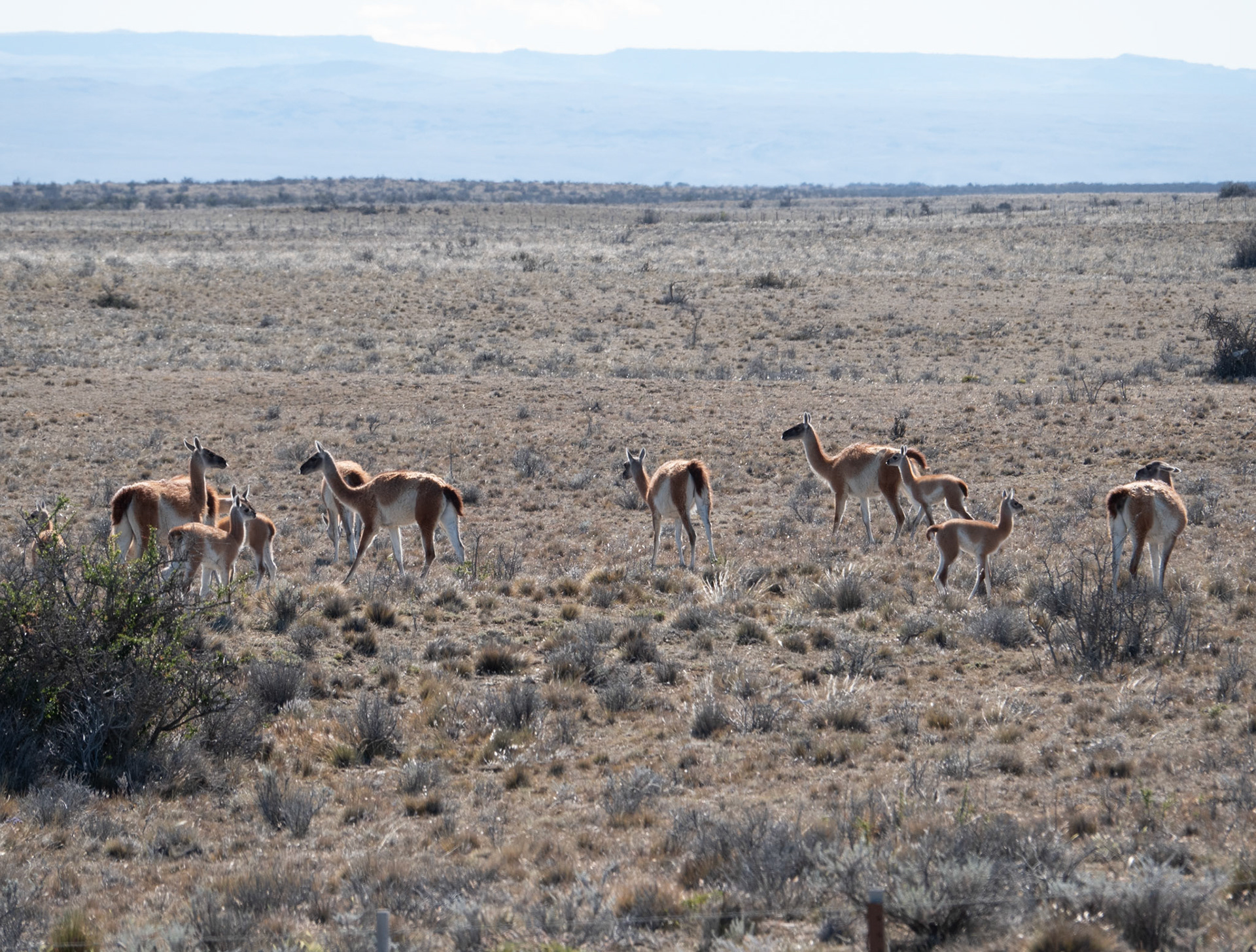 Guanacos