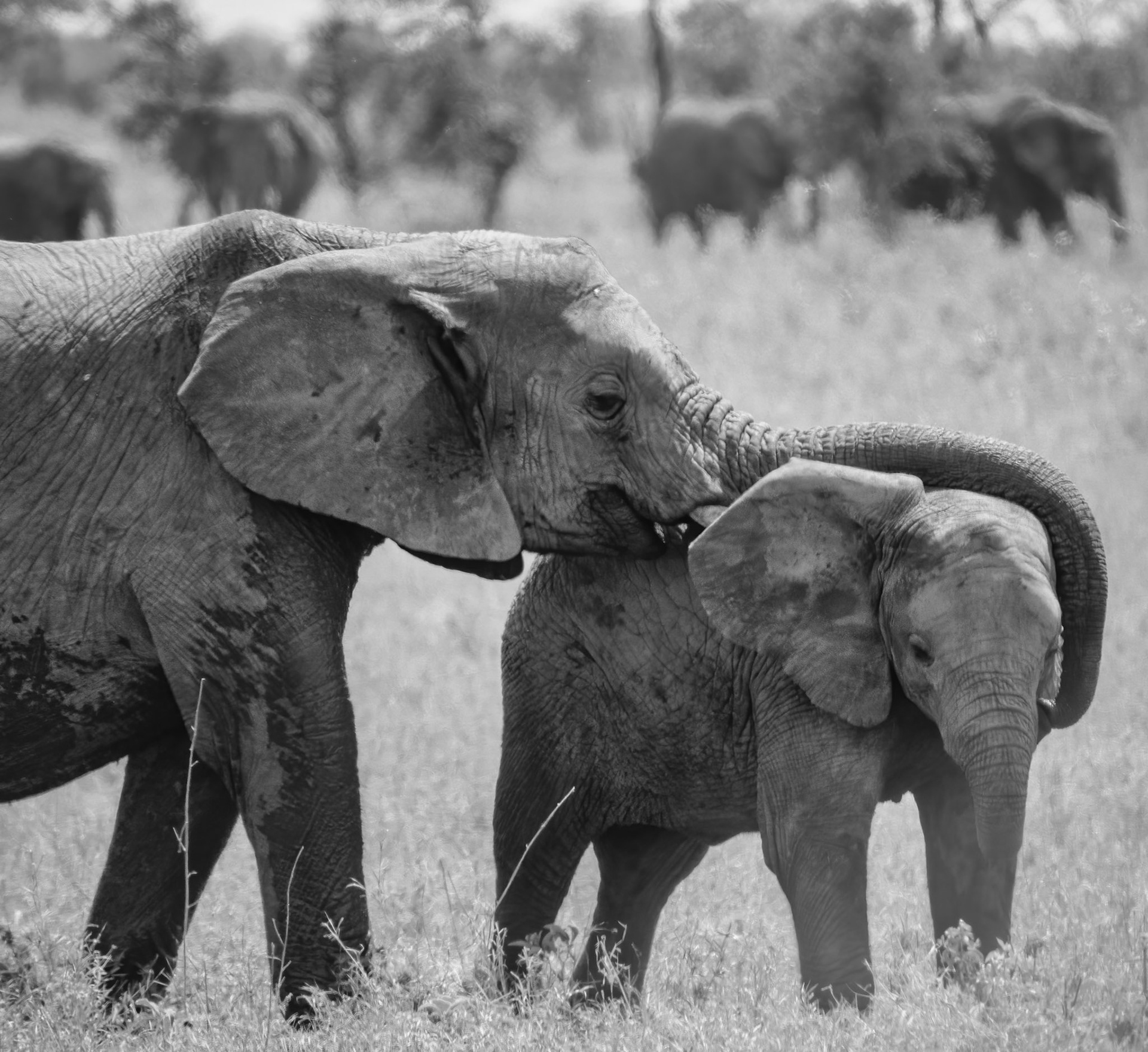 Elephants baby