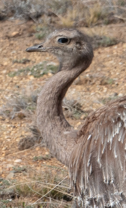 Rhea