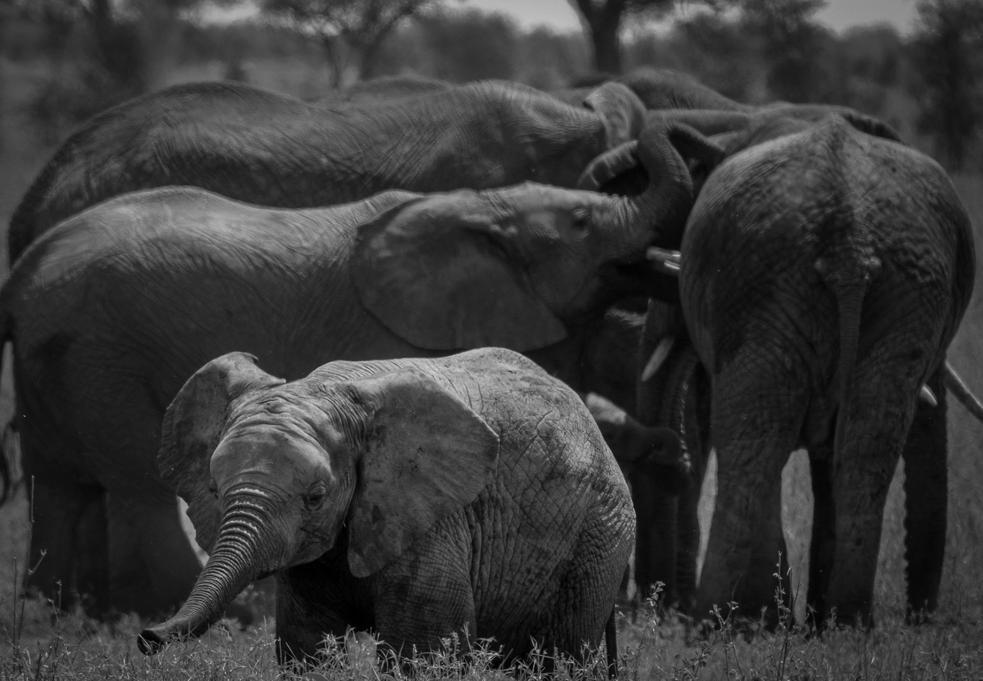 Elephants baby