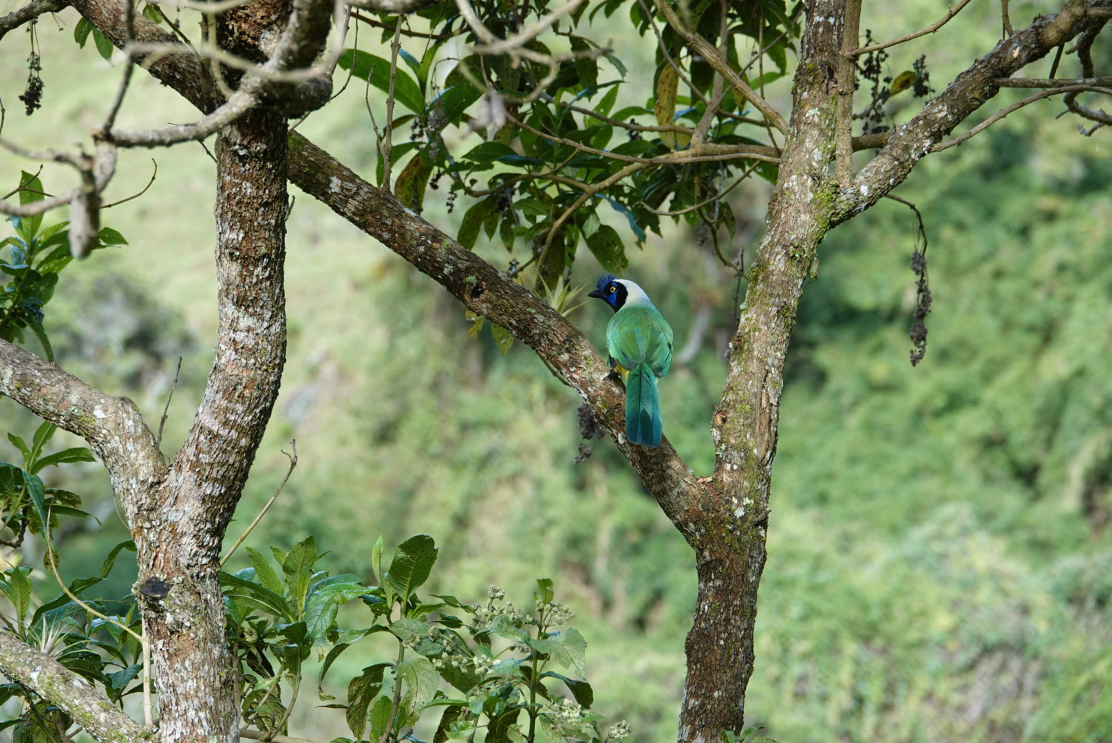 Green jay