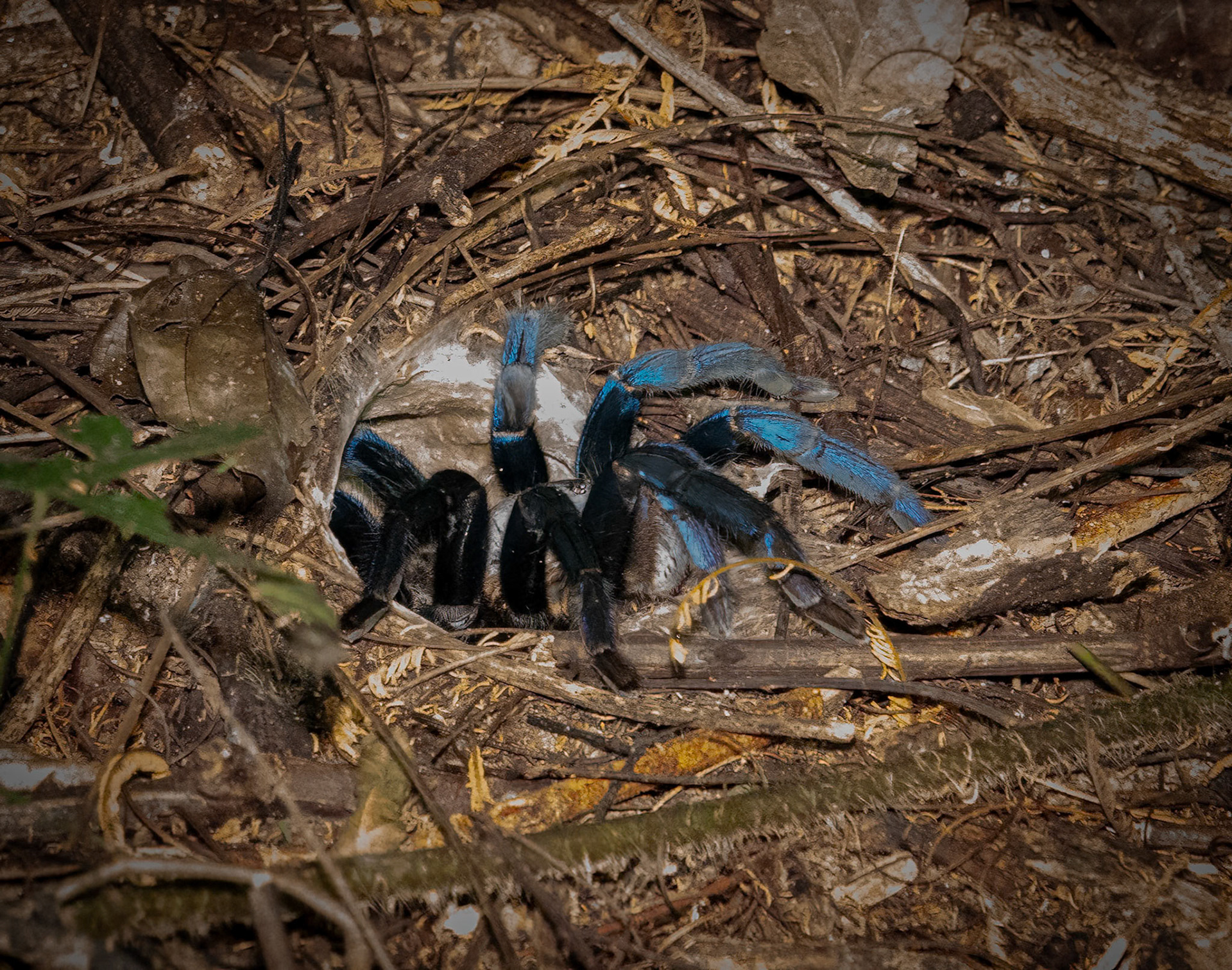 Blue Tarantulla @ Kaeng Krachan