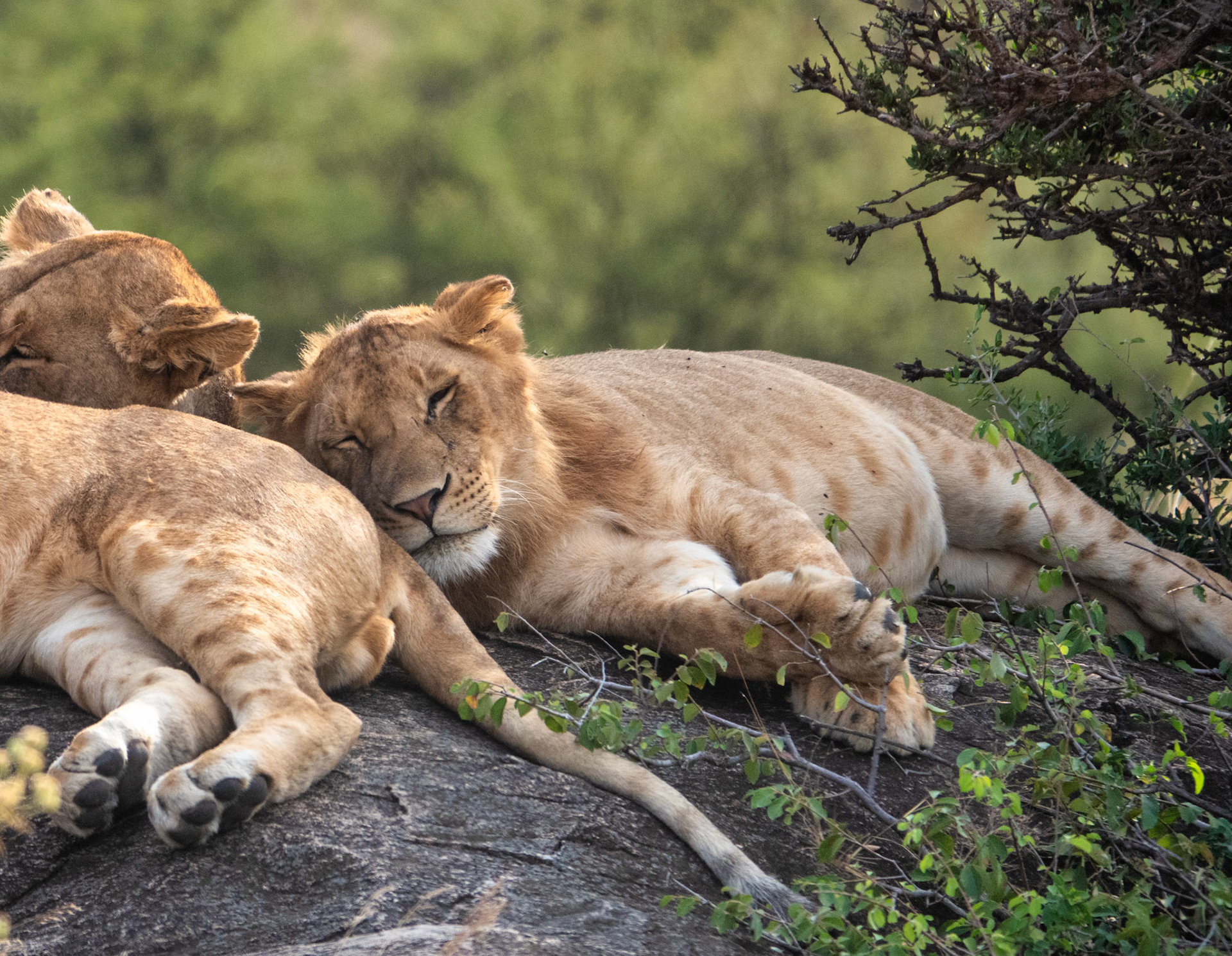 Lions