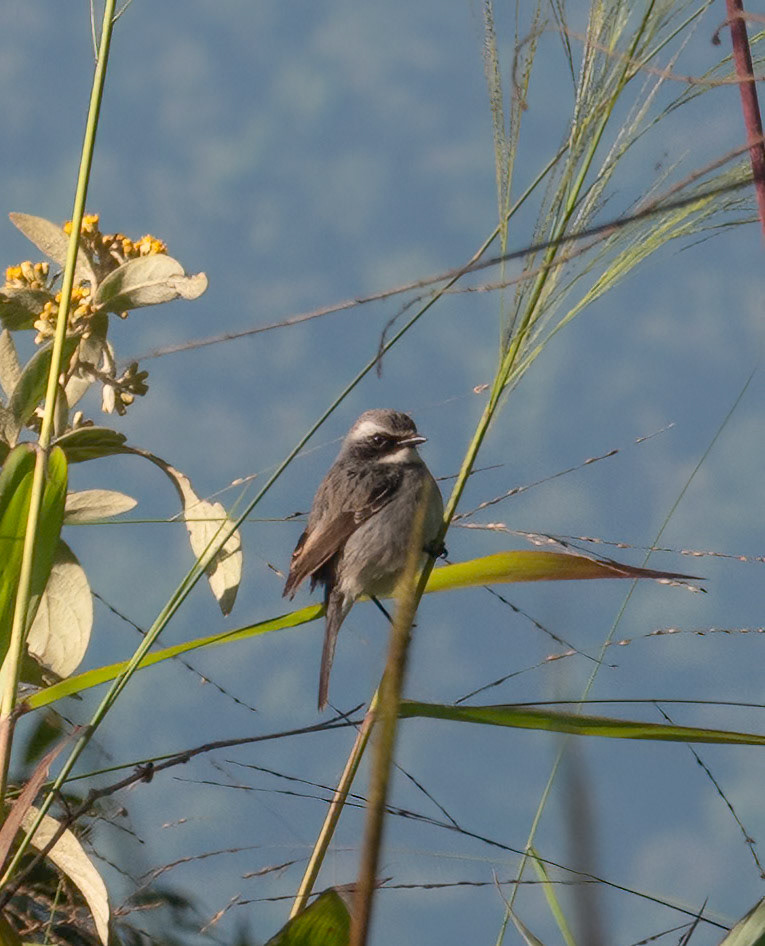 Gray Bush-chat @ Doi Pha Hom Pok National Park