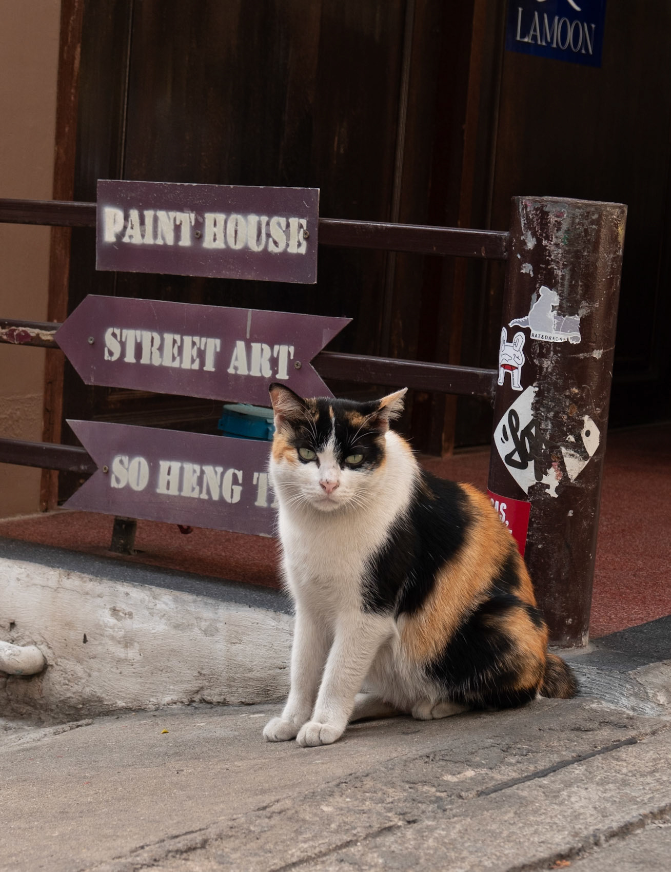 City cat in Talat Noi, Bangkok