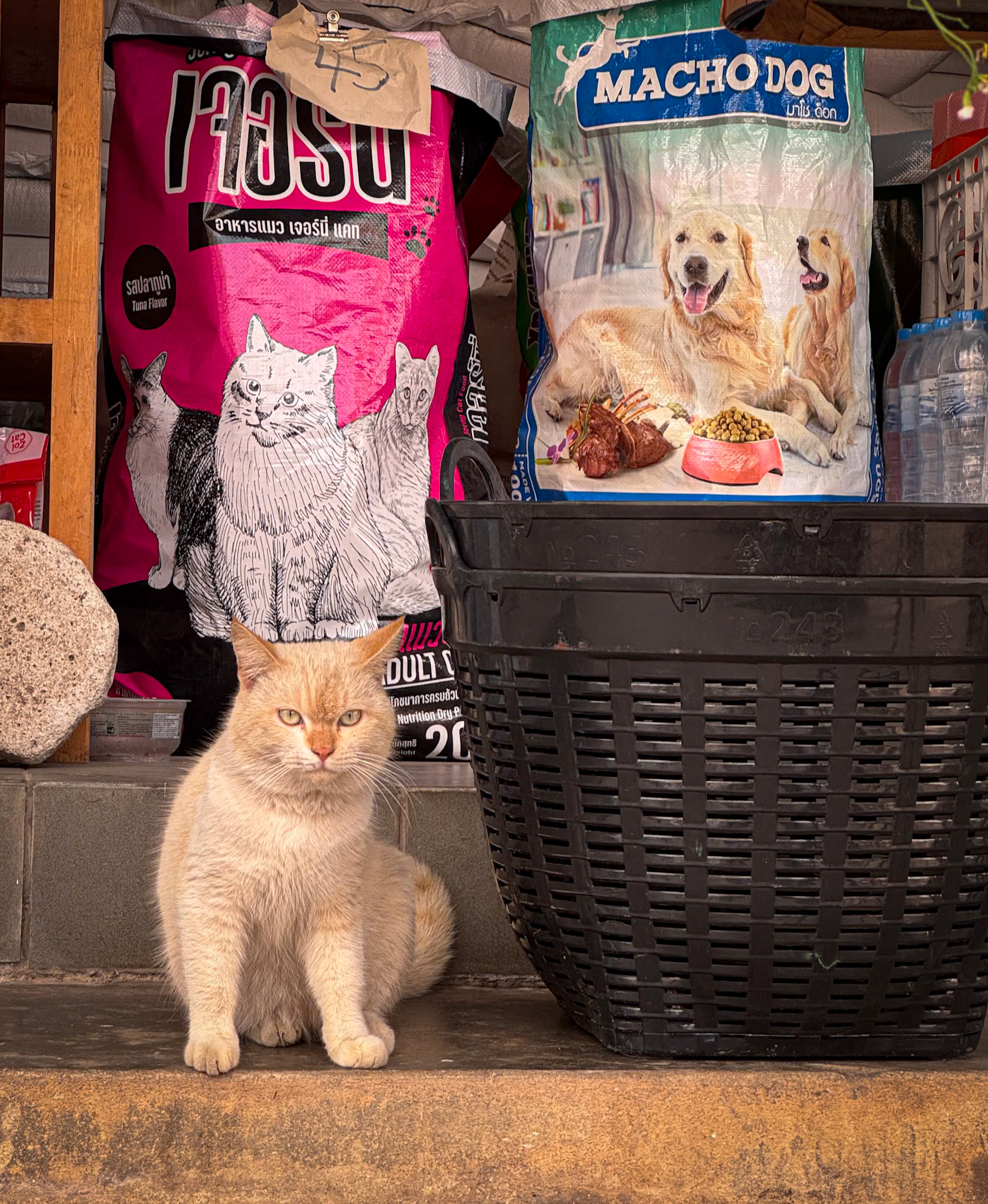 Storekeeper cat in Chiang Rai