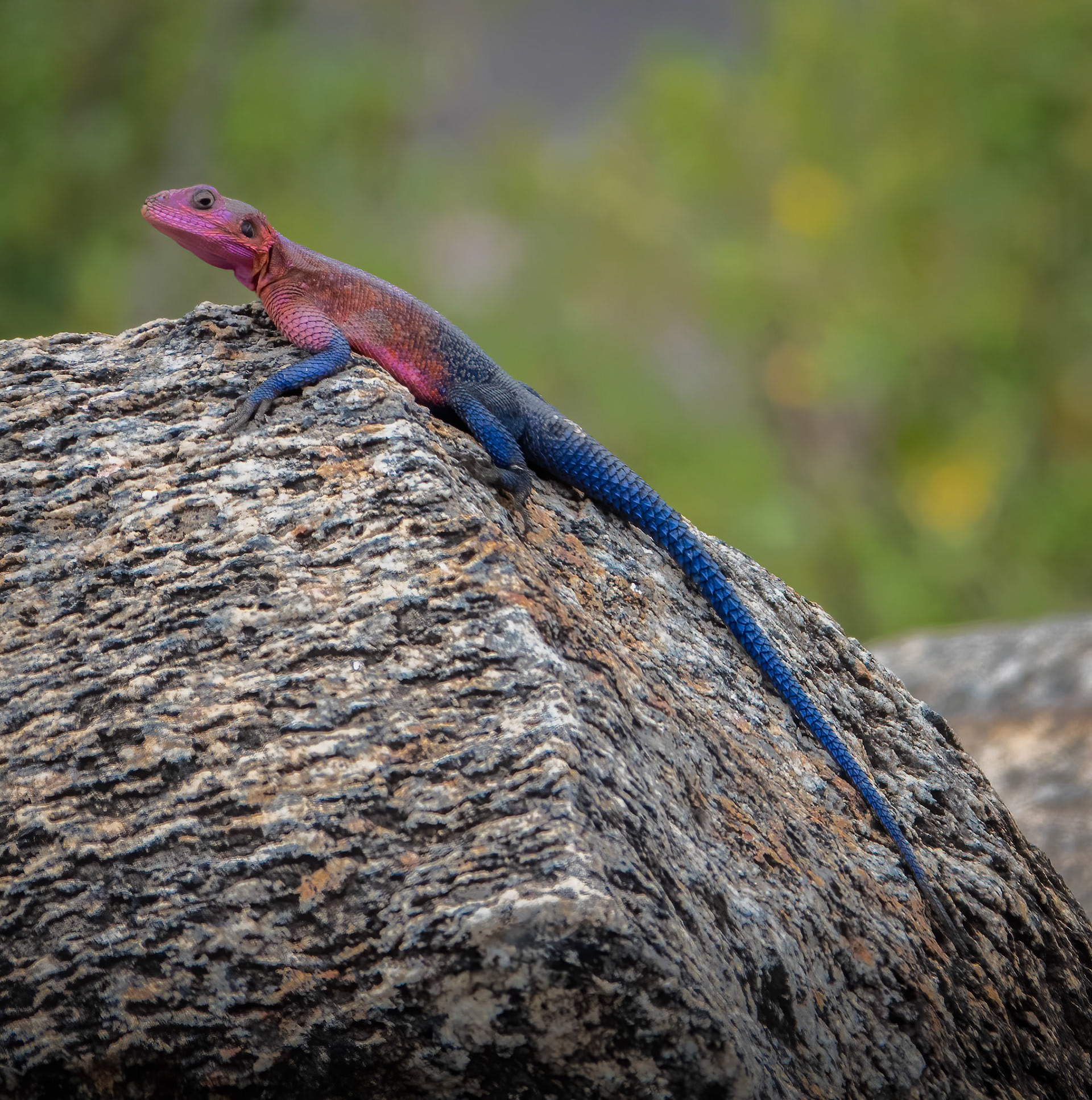 Red-cheeked Cordonbleu