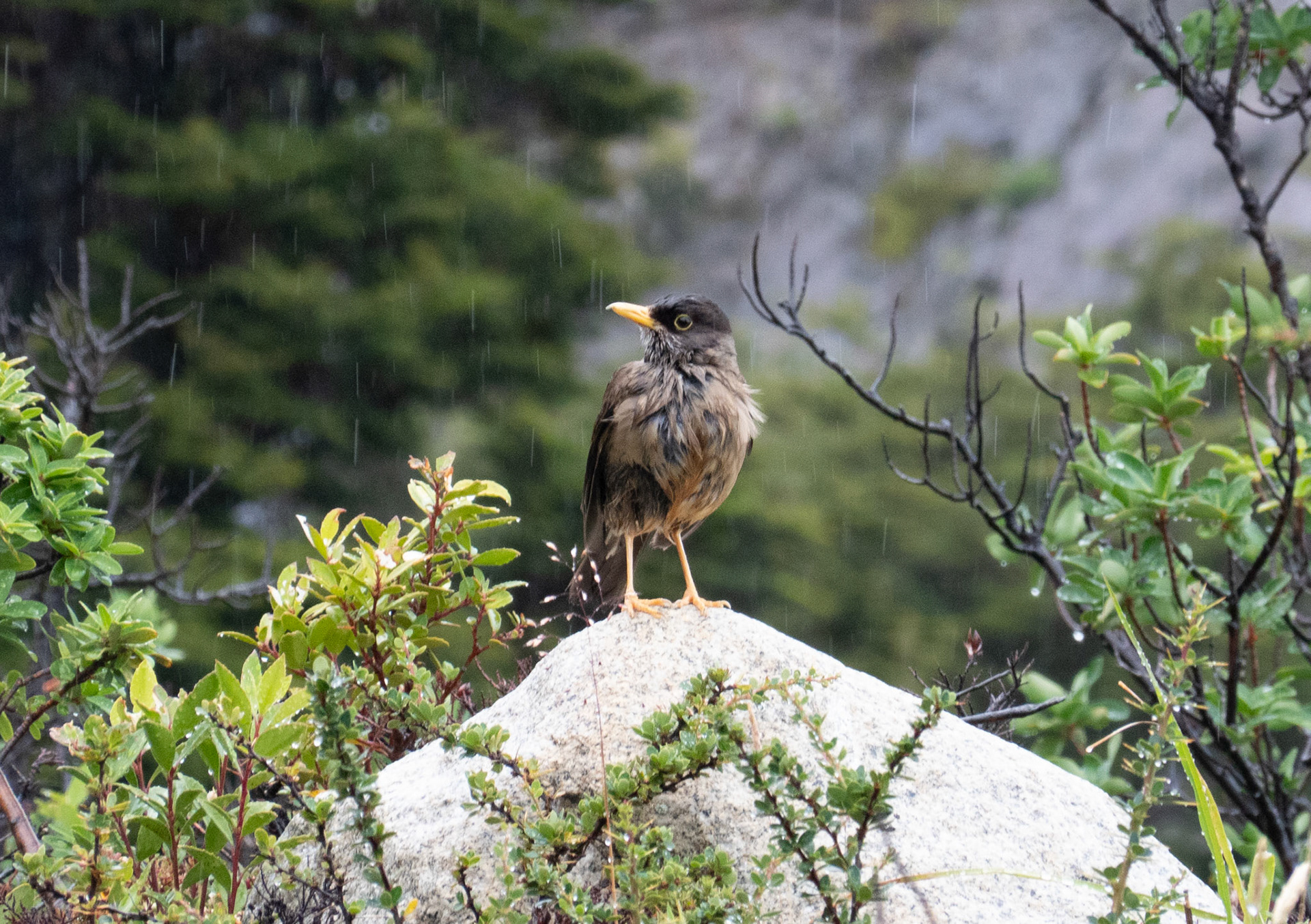 Austral thrush