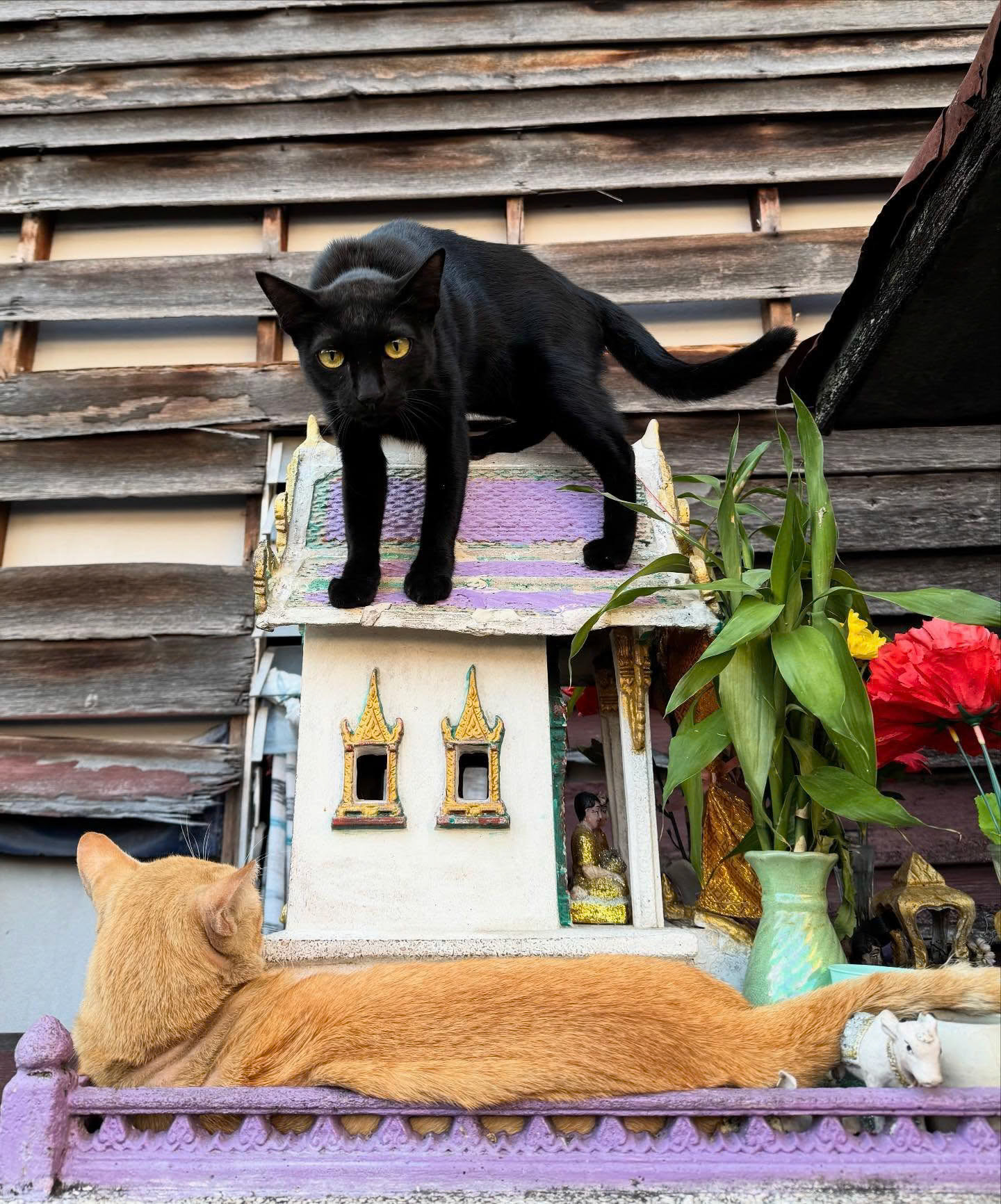 Cats with Spirit house