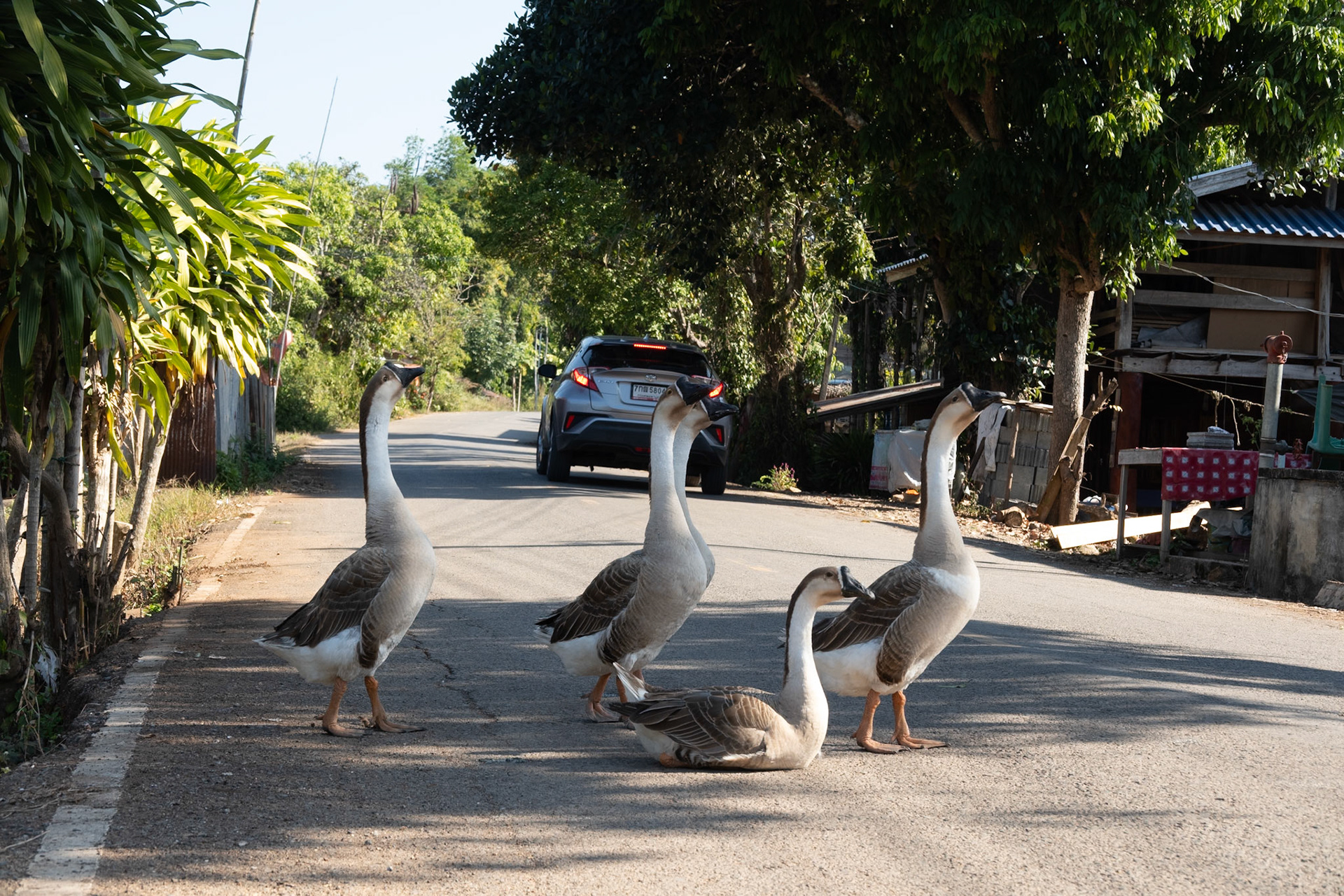 Swan Geese “owning” the road”