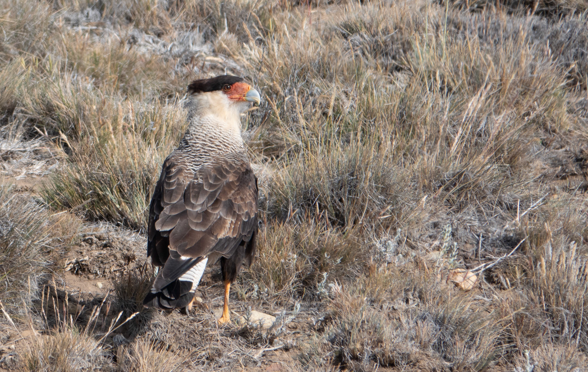 Crested caracara