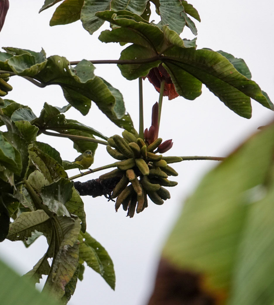 Palm tanager