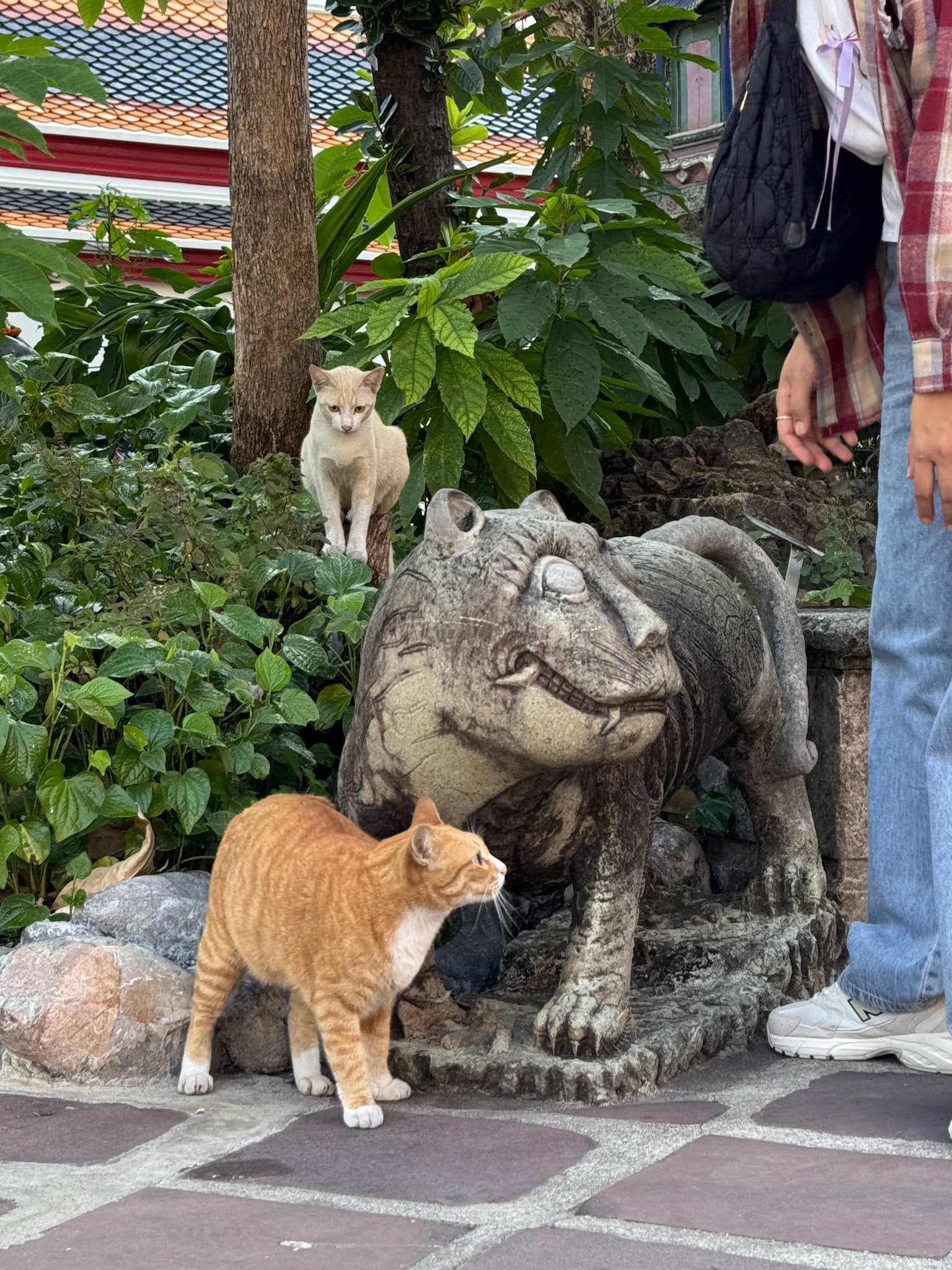 Temple cat in Bangkok