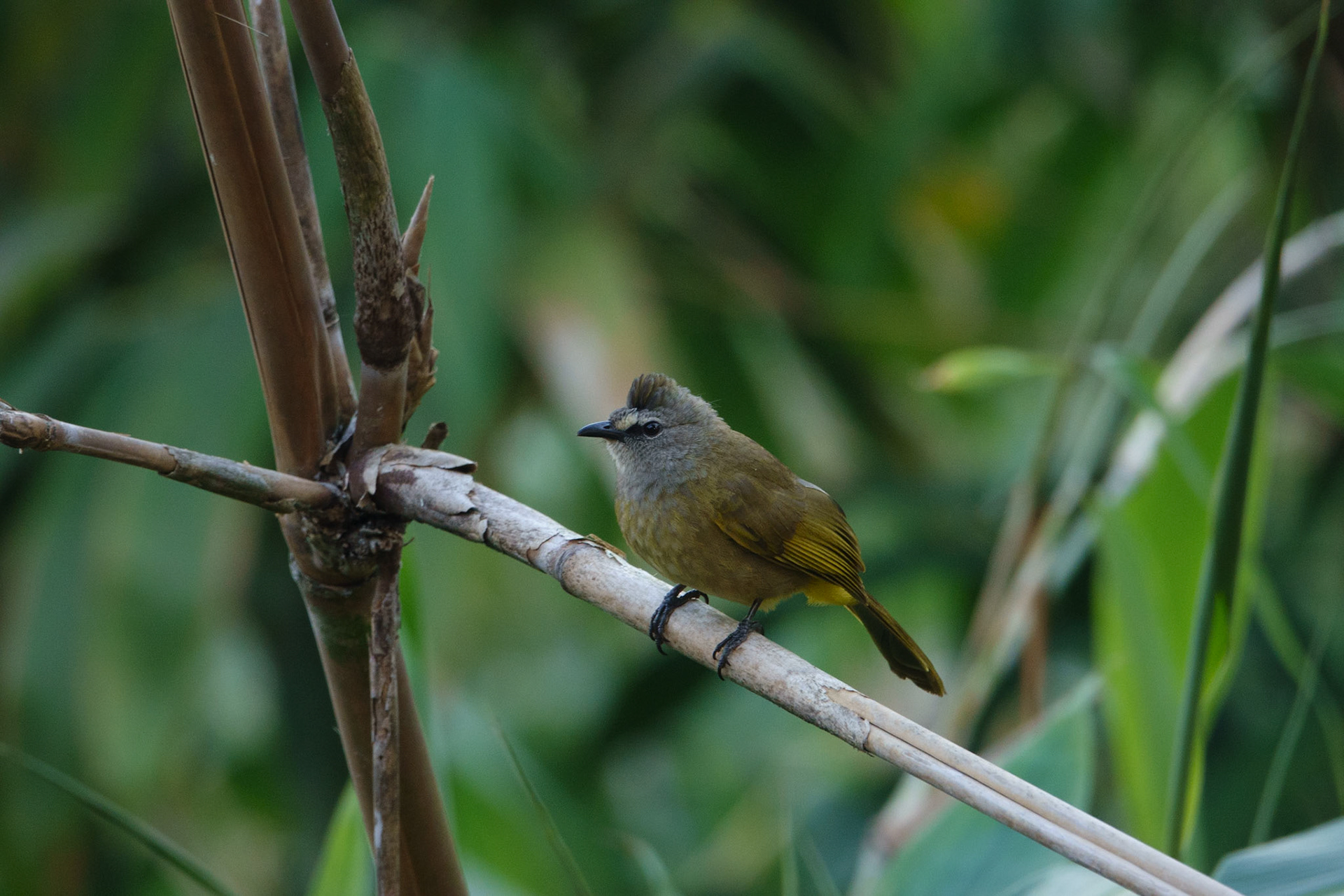 Flavescent Bulbul