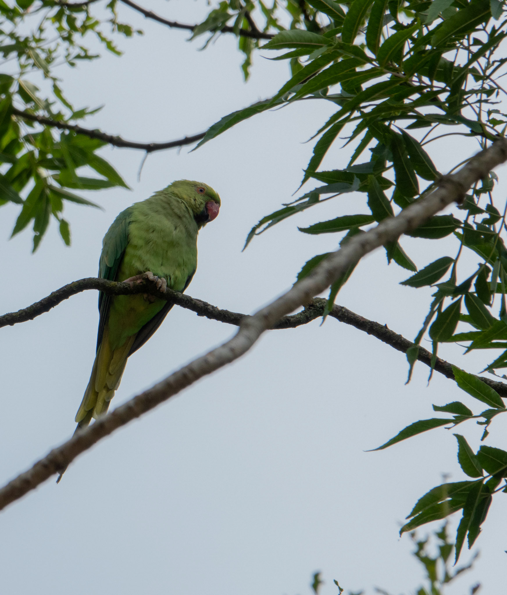 Rose-ringed parakeet
